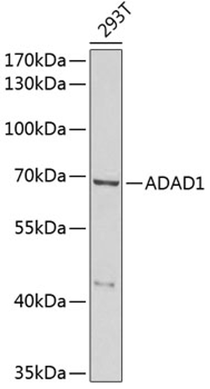 Western blot analysis of extracts of 293T cells, using ADAD1 antibody (22-264) at 1:1000 dilution.<br/>Secondary antibody: HRP Goat Anti-Rabbit IgG (H+L) at 1:10000 dilution.<br/>Lysates/proteins: 25ug per lane.<br/>Blocking buffer: 3% nonfat dry milk in TBST.<br/>Detection: ECL Basic Kit.<br/>Exposure time: 1s.