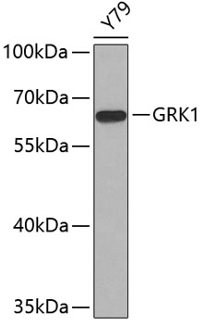 Western blot analysis of extracts of Y79 cells, using GRK1 antibody (22-268) .<br/>Secondary antibody: HRP Goat Anti-Rabbit IgG (H+L) at 1:10000 dilution.<br/>Lysates/proteins: 25ug per lane.<br/>Blocking buffer: 3% nonfat dry milk in TBST.