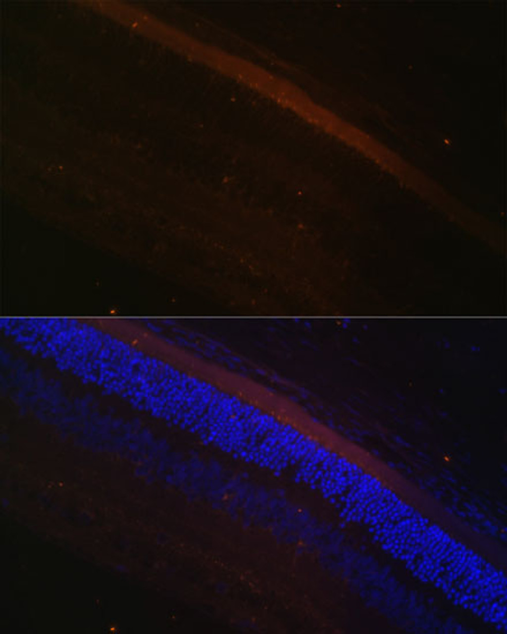 Immunofluorescence analysis of rat retina using GRK1 Polyclonal Antibody (22-268) at dilution of 1:100 (40x lens) . Blue: DAPI for nuclear staining.