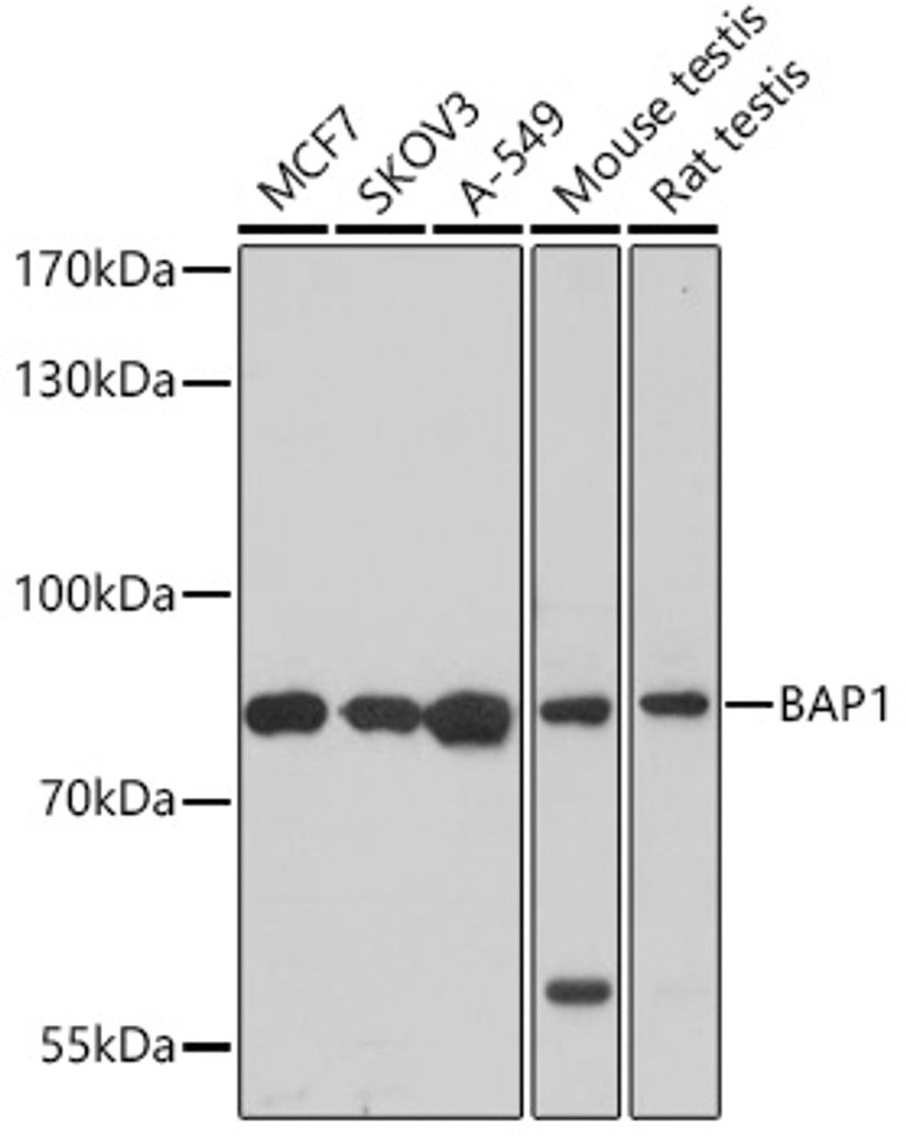 Western blot analysis of extracts of various cell lines, using BAP1 antibody ( 22-291) at 1:1000 dilution.<br/>Secondary antibody: HRP Goat Anti-Rabbit IgG (H+L) at 1:10000 dilution.<br/>Lysates/proteins: 25ug per lane.<br/>Blocking buffer: 3% nonfat dry milk in TBST.<br/>Detection: ECL Basic Kit.<br/>Exposure time: 60s.