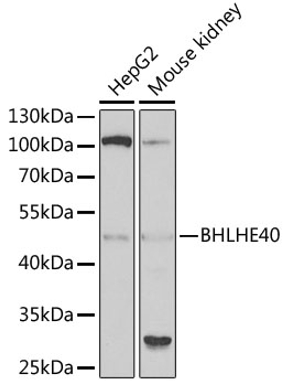 Western blot analysis of extracts of various cell lines, using BHLHE40 antibody (22-292) at 1:1000 dilution.<br/>Secondary antibody: HRP Goat Anti-Rabbit IgG (H+L) at 1:10000 dilution.<br/>Lysates/proteins: 25ug per lane.<br/>Blocking buffer: 3% nonfat dry milk in TBST.<br/>Detection: ECL Basic Kit.<br/>Exposure time: 90s.