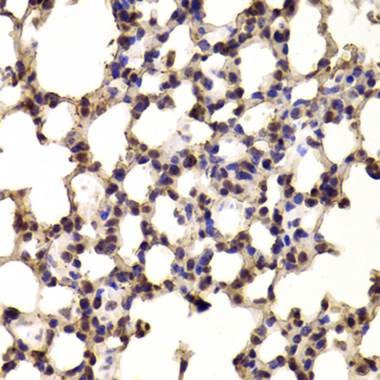 Immunohistochemistry of paraffin-embedded mouse lung using BHLHE40 antibody (22-292) at dilution of 1:100 (40x lens) .