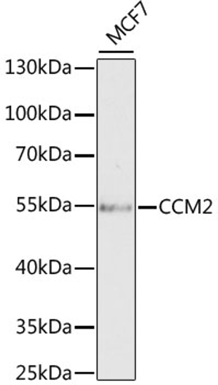 Western blot analysis of extracts of MCF7 cells, using CCM2 antibody (22-300) at 1:1000 dilution.<br/>Secondary antibody: HRP Goat Anti-Rabbit IgG (H+L) at 1:10000 dilution.<br/>Lysates/proteins: 25ug per lane.<br/>Blocking buffer: 3% nonfat dry milk in TBST.<br/>Detection: ECL Basic Kit.<br/>Exposure time: 90s.