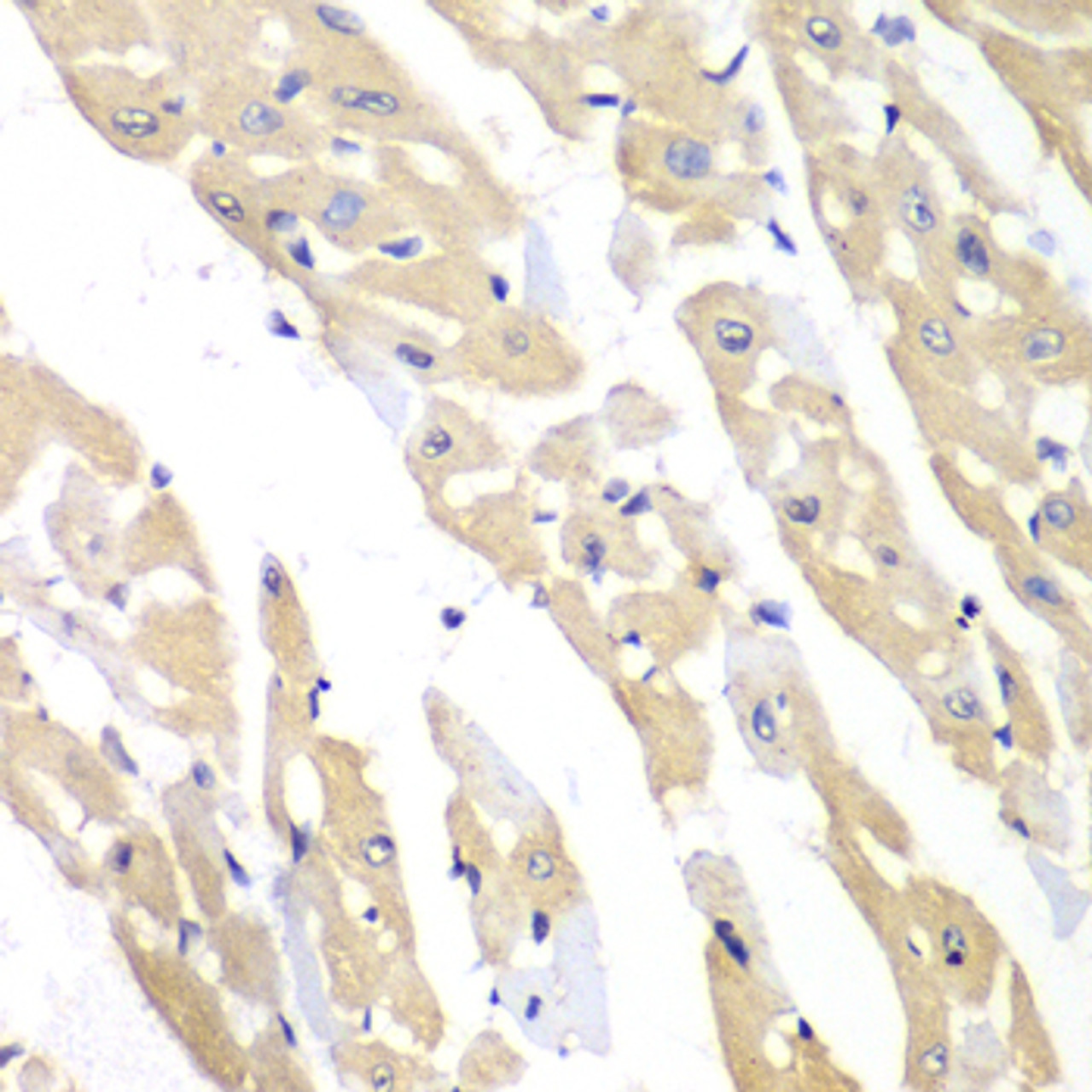 Immunohistochemistry of paraffin-embedded mouse heart using CCT3 antibody (22-303) at dilution of 1:100 (40x lens) .