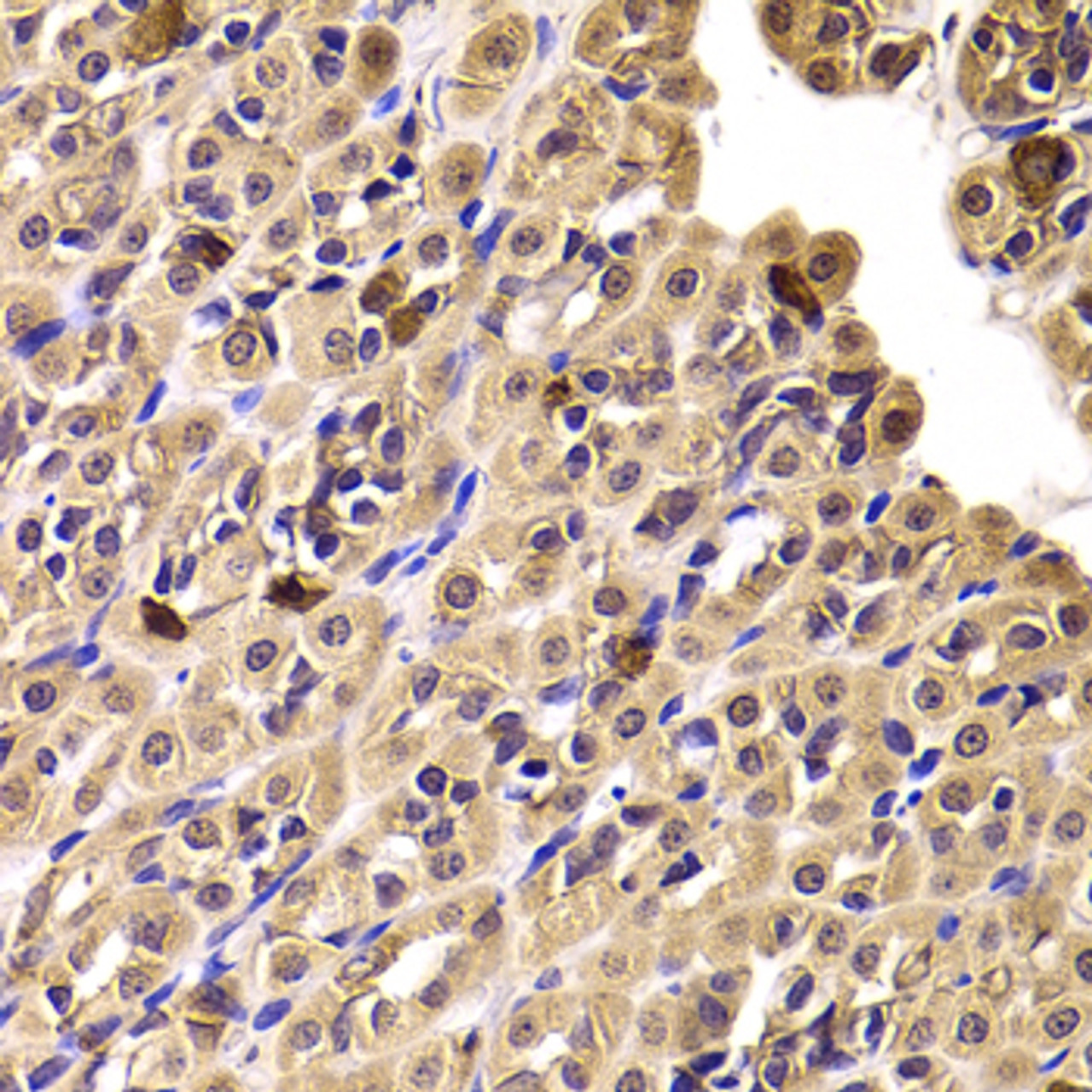 Immunohistochemistry of paraffin-embedded rat stomach using CCT4 antibody (22-304) at dilution of 1:100 (40x lens) .