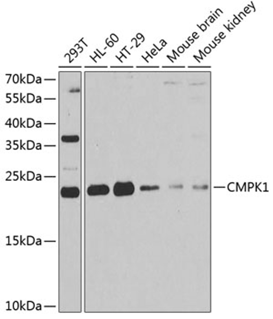 Western blot analysis of extracts of various cell lines, using CMPK1 antibody (22-313) at 1:1000 dilution.<br/>Secondary antibody: HRP Goat Anti-Rabbit IgG (H+L) at 1:10000 dilution.<br/>Lysates/proteins: 25ug per lane.<br/>Blocking buffer: 3% nonfat dry milk in TBST.<br/>Detection: ECL Basic Kit.<br/>Exposure time: 90s.