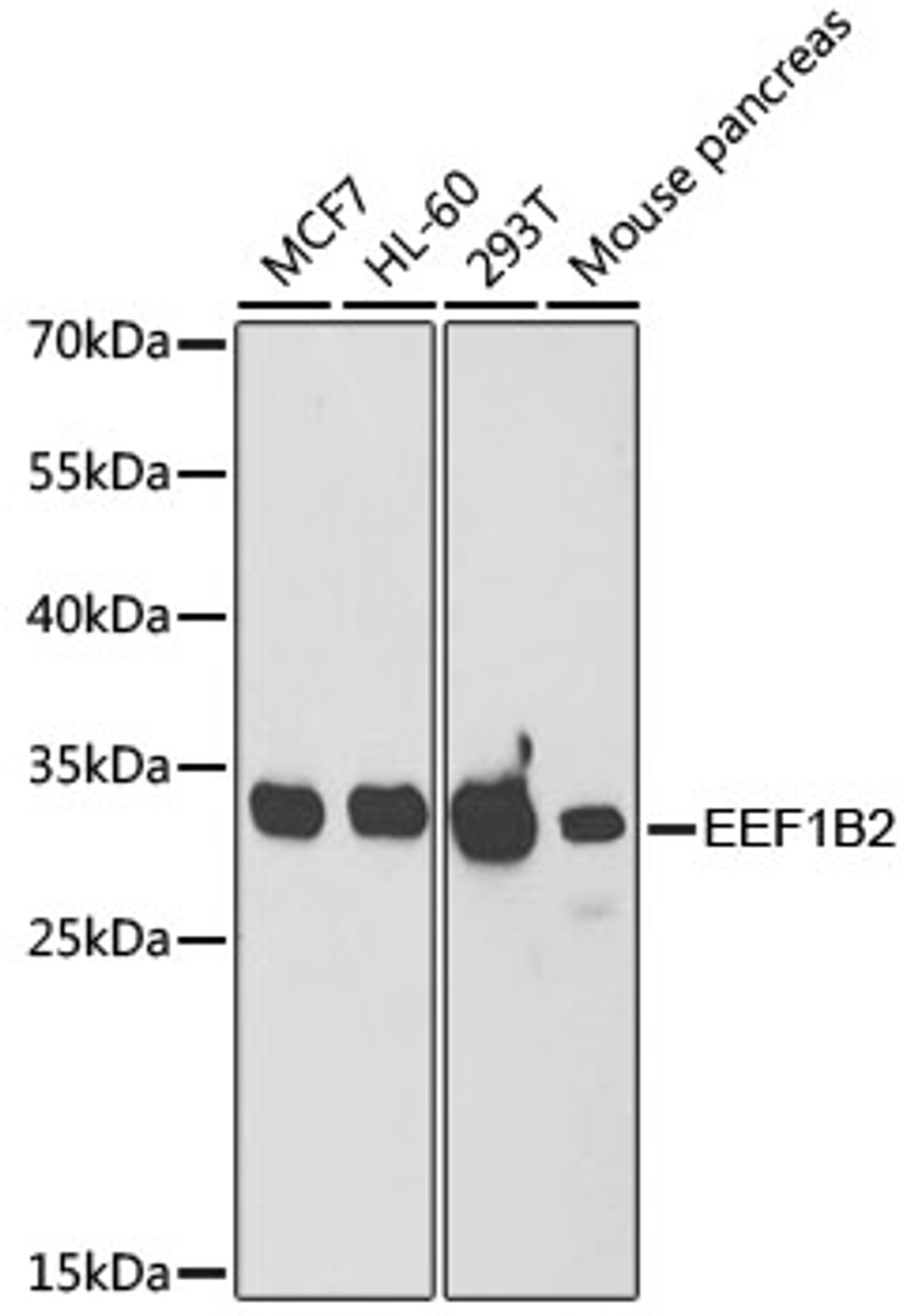 Western blot analysis of extracts of various cell lines, using EEF1B2 antibody (22-328) at 1:1000 dilution.<br/>Secondary antibody: HRP Goat Anti-Rabbit IgG (H+L) at 1:10000 dilution.<br/>Lysates/proteins: 25ug per lane.<br/>Blocking buffer: 3% nonfat dry milk in TBST.<br/>Detection: ECL Basic Kit.<br/>Exposure time: 90s.