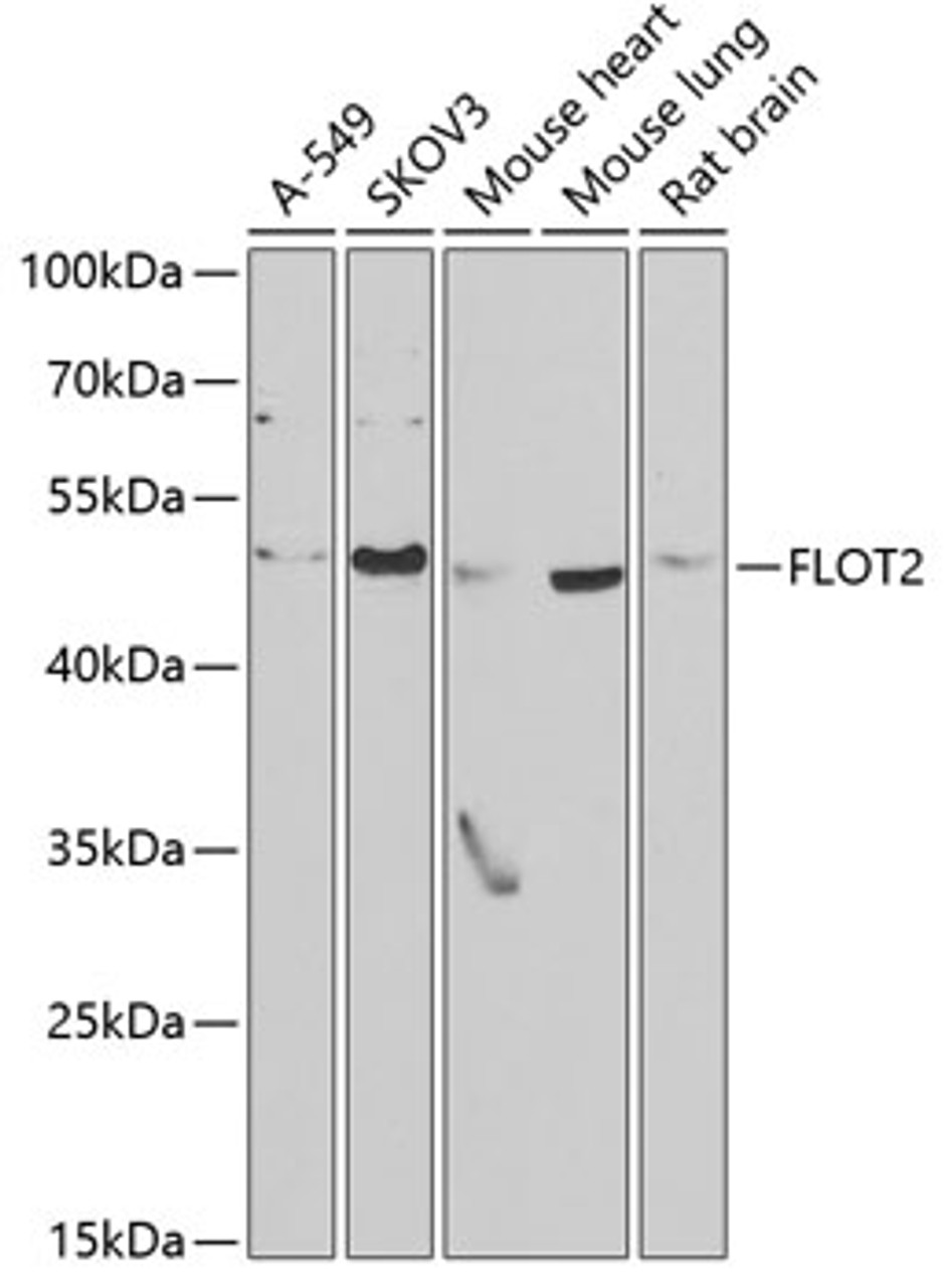 Western blot analysis of extracts of various cell lines, using FLOT2 antibody (22-336) at 1:1000 dilution.<br/>Secondary antibody: HRP Goat Anti-Rabbit IgG (H+L) at 1:10000 dilution.<br/>Lysates/proteins: 25ug per lane.<br/>Blocking buffer: 3% nonfat dry milk in TBST.<br/>Detection: ECL Basic Kit.<br/>Exposure time: 90s.
