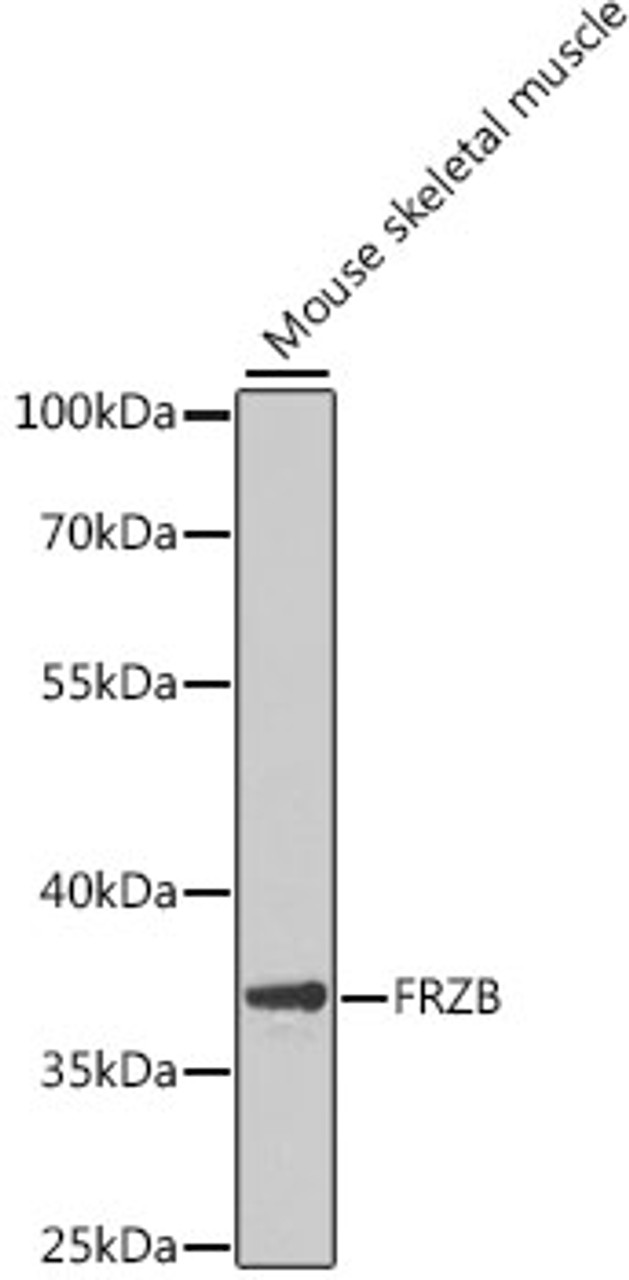 Western blot analysis of extracts of mouse skeletal muscle, using FRZB antibody (22-337) at 1:1000 dilution.<br/>Secondary antibody: HRP Goat Anti-Rabbit IgG (H+L) at 1:10000 dilution.<br/>Lysates/proteins: 25ug per lane.<br/>Blocking buffer: 3% nonfat dry milk in TBST.<br/>Detection: ECL Basic Kit.<br/>Exposure time: 90s.