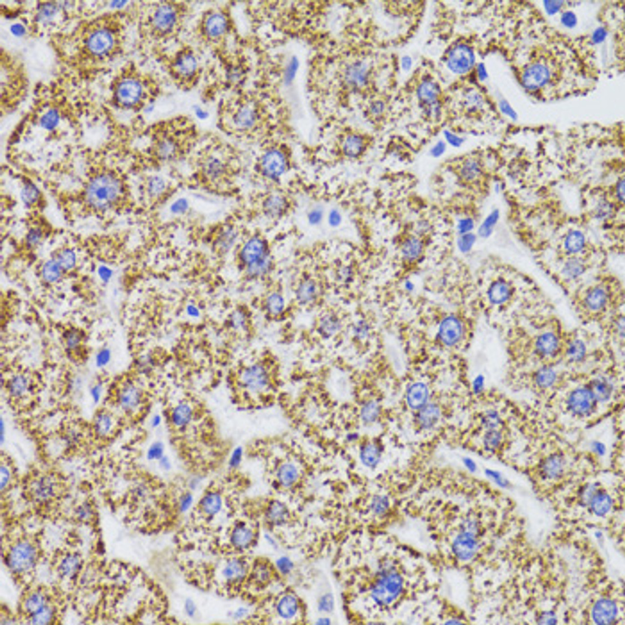 Immunohistochemistry of paraffin-embedded human liver using GATM Antibody (22-341) at dilution of 1:100 (40x lens) .