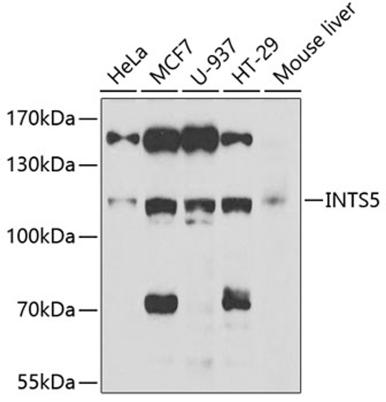 Western blot analysis of extracts of various cell lines, using INTS5 antibody (22-367) at 1:1000 dilution.<br/>Secondary antibody: HRP Goat Anti-Rabbit IgG (H+L) at 1:10000 dilution.<br/>Lysates/proteins: 25ug per lane.<br/>Blocking buffer: 3% nonfat dry milk in TBST.<br/>Detection: ECL Basic Kit.<br/>Exposure time: 90s.