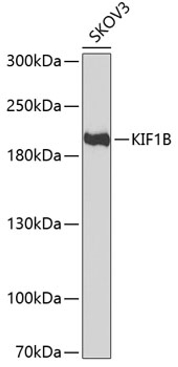 Western blot analysis of extracts of SKOV3 cells, using KIF1B antibody (22-371) at 1:1000 dilution.<br/>Secondary antibody: HRP Goat Anti-Rabbit IgG (H+L) at 1:10000 dilution.<br/>Lysates/proteins: 25ug per lane.<br/>Blocking buffer: 3% nonfat dry milk in TBST.<br/>Detection: ECL Basic Kit.<br/>Exposure time: 90s.