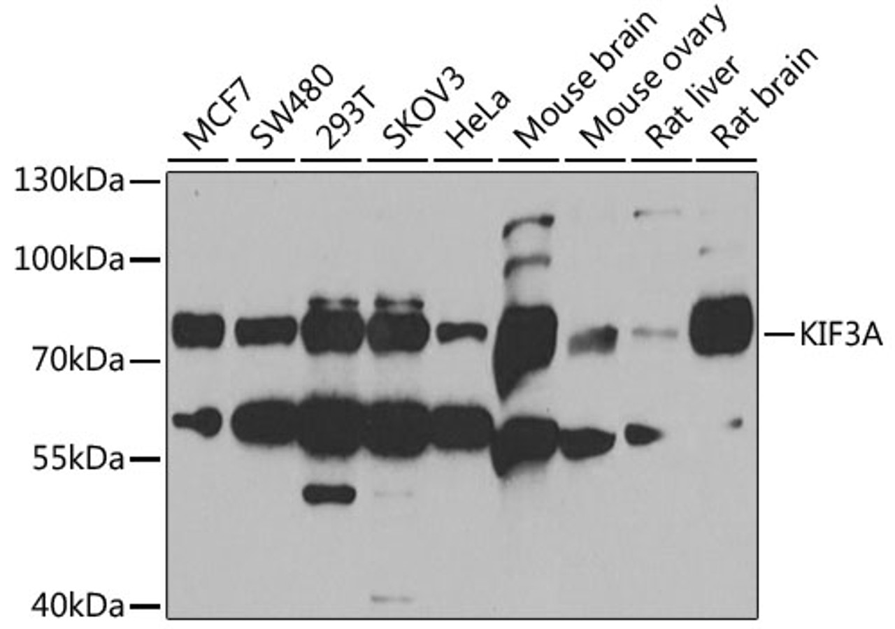 Western blot analysis of extracts of various cell lines, using KIF3A antibody (22-372) at 1:1000 dilution.<br/>Secondary antibody: HRP Goat Anti-Rabbit IgG (H+L) at 1:10000 dilution.<br/>Lysates/proteins: 25ug per lane.<br/>Blocking buffer: 3% nonfat dry milk in TBST.<br/>Detection: ECL Basic Kit.<br/>Exposure time: 90s.