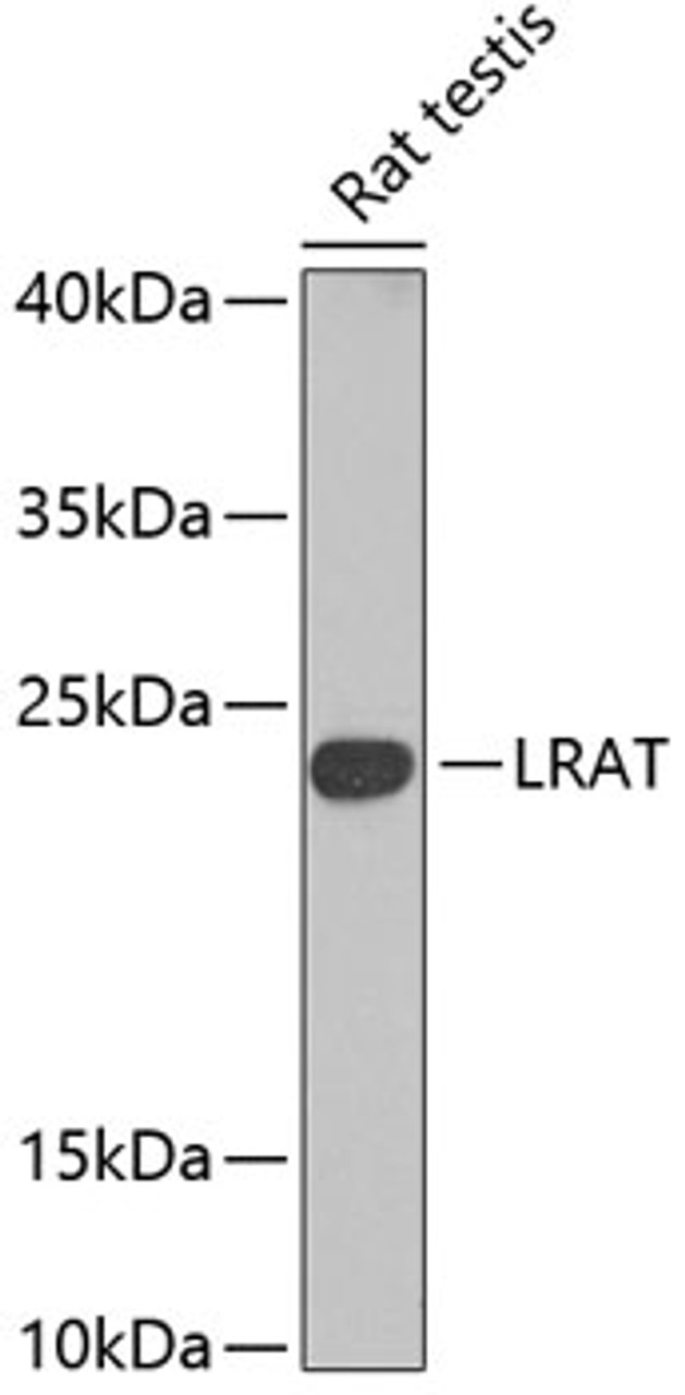 Western blot analysis of extracts of rat testis, using Lrat antibody (22-377) at 1:1000 dilution.<br/>Secondary antibody: HRP Goat Anti-Rabbit IgG (H+L) at 1:10000 dilution.<br/>Lysates/proteins: 25ug per lane.<br/>Blocking buffer: 3% nonfat dry milk in TBST.<br/>Detection: ECL Basic Kit.<br/>Exposure time: 30s.