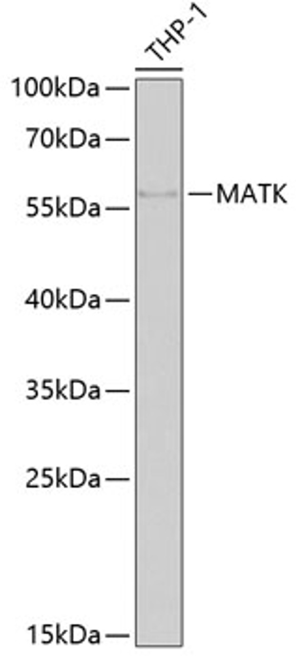 Western blot analysis of extracts of THP-1 cells, using MATK antibody (22-380) at 1:1000 dilution.<br/>Secondary antibody: HRP Goat Anti-Rabbit IgG (H+L) at 1:10000 dilution.<br/>Lysates/proteins: 25ug per lane.<br/>Blocking buffer: 3% nonfat dry milk in TBST.<br/>Detection: ECL Basic Kit.<br/>Exposure time: 90s.