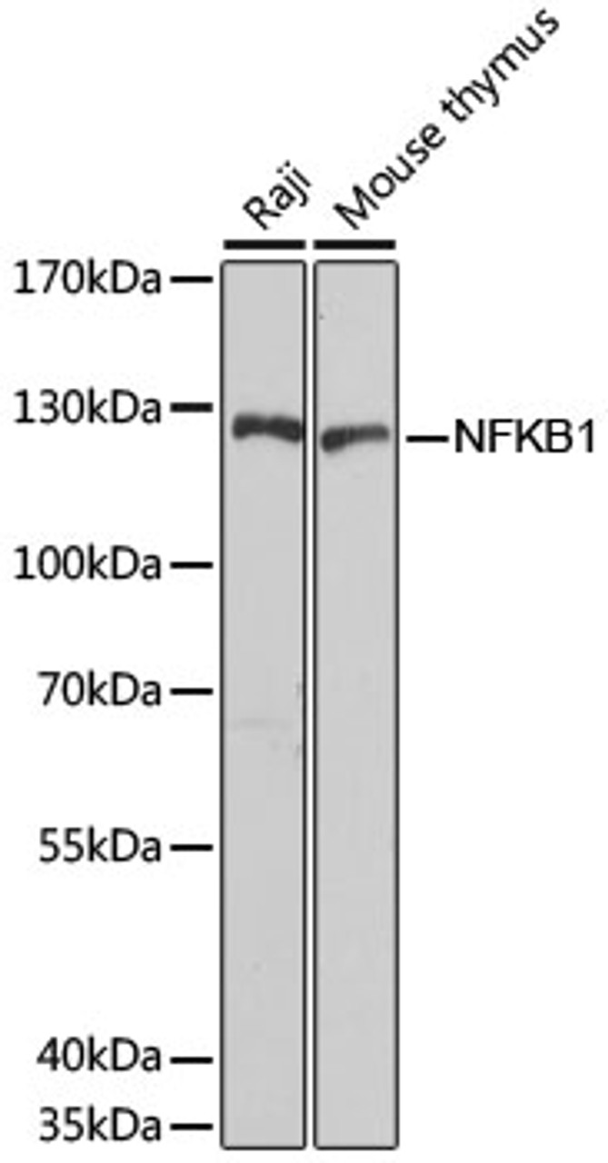 Western blot analysis of extracts of various cell lines, using NFKB1 antibody (22-393) at 1:1000 dilution.<br/>Secondary antibody: HRP Goat Anti-Rabbit IgG (H+L) at 1:10000 dilution.<br/>Lysates/proteins: 25ug per lane.<br/>Blocking buffer: 3% nonfat dry milk in TBST.<br/>Detection: ECL Basic Kit.<br/>Exposure time: 90s.