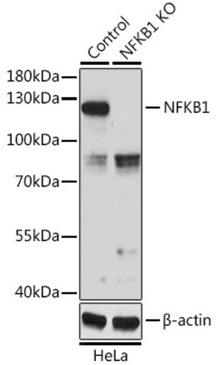 Western blot analysis of extracts from normal (control) and NFKB1 knockout (KO) HeLa cells, using NFKB1 antibody (22-393) at 1:1000 dilution.<br/>Secondary antibody: HRP Goat Anti-Rabbit IgG (H+L) at 1:10000 dilution.<br/>Lysates/proteins: 25ug per lane.<br/>Blocking buffer: 3% nonfat dry milk in TBST.<br/>Detection: ECL Basic Kit.<br/>Exposure time: 30s.
