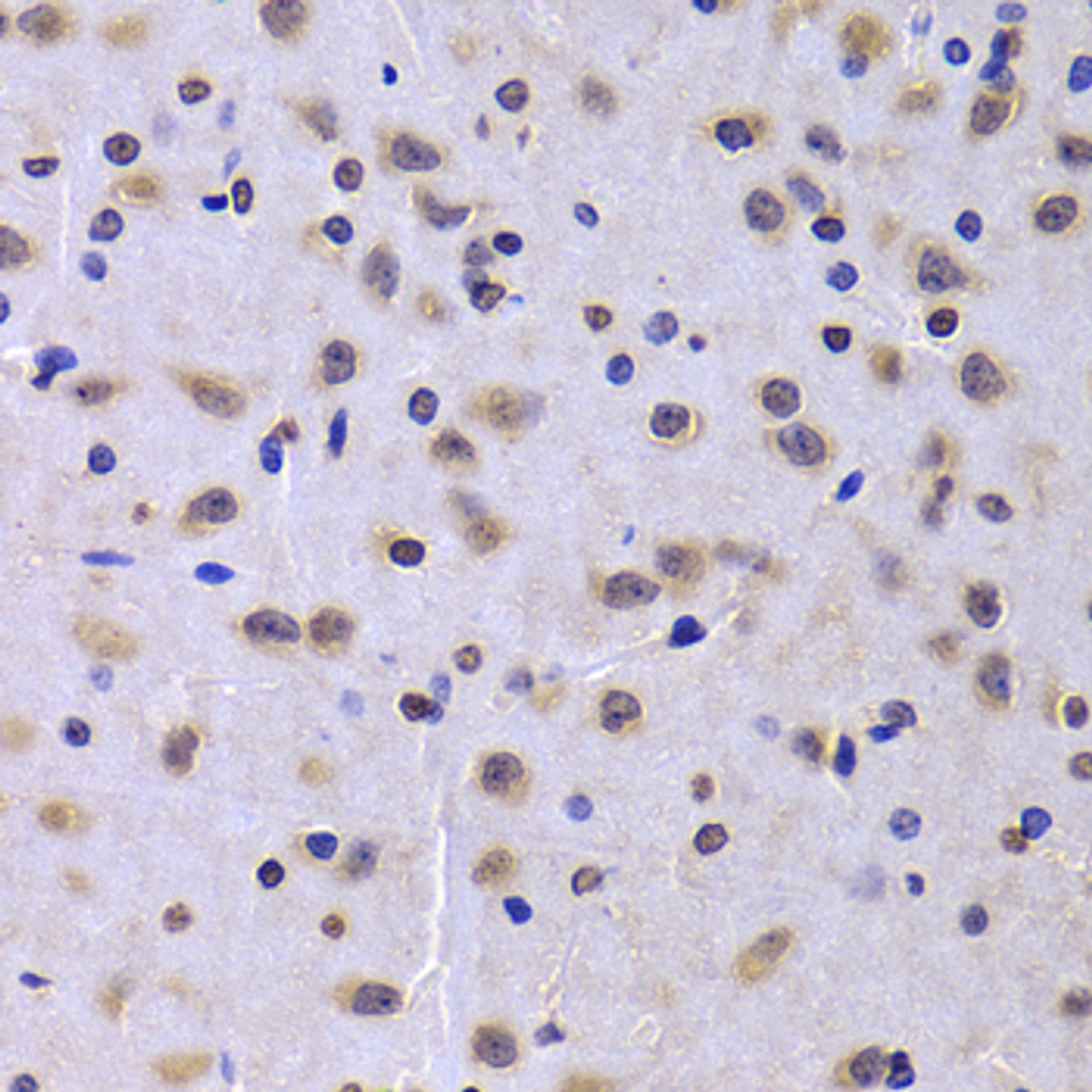 Immunohistochemistry of paraffin-embedded rat brain using NUDC antibody (22-400) at dilution of 1:100 (40x lens) .