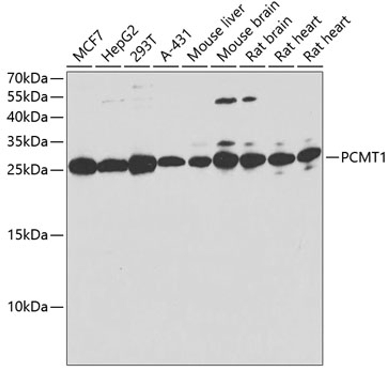 Western blot analysis of extracts of various cell lines, using PCMT1 antibody (22-403) .<br/>Secondary antibody: HRP Goat Anti-Rabbit IgG (H+L) at 1:10000 dilution.<br/>Lysates/proteins: 25ug per lane.<br/>Blocking buffer: 3% nonfat dry milk in TBST.<br/>Detection: ECL Basic Kit.<br/>Exposure time: 30s.