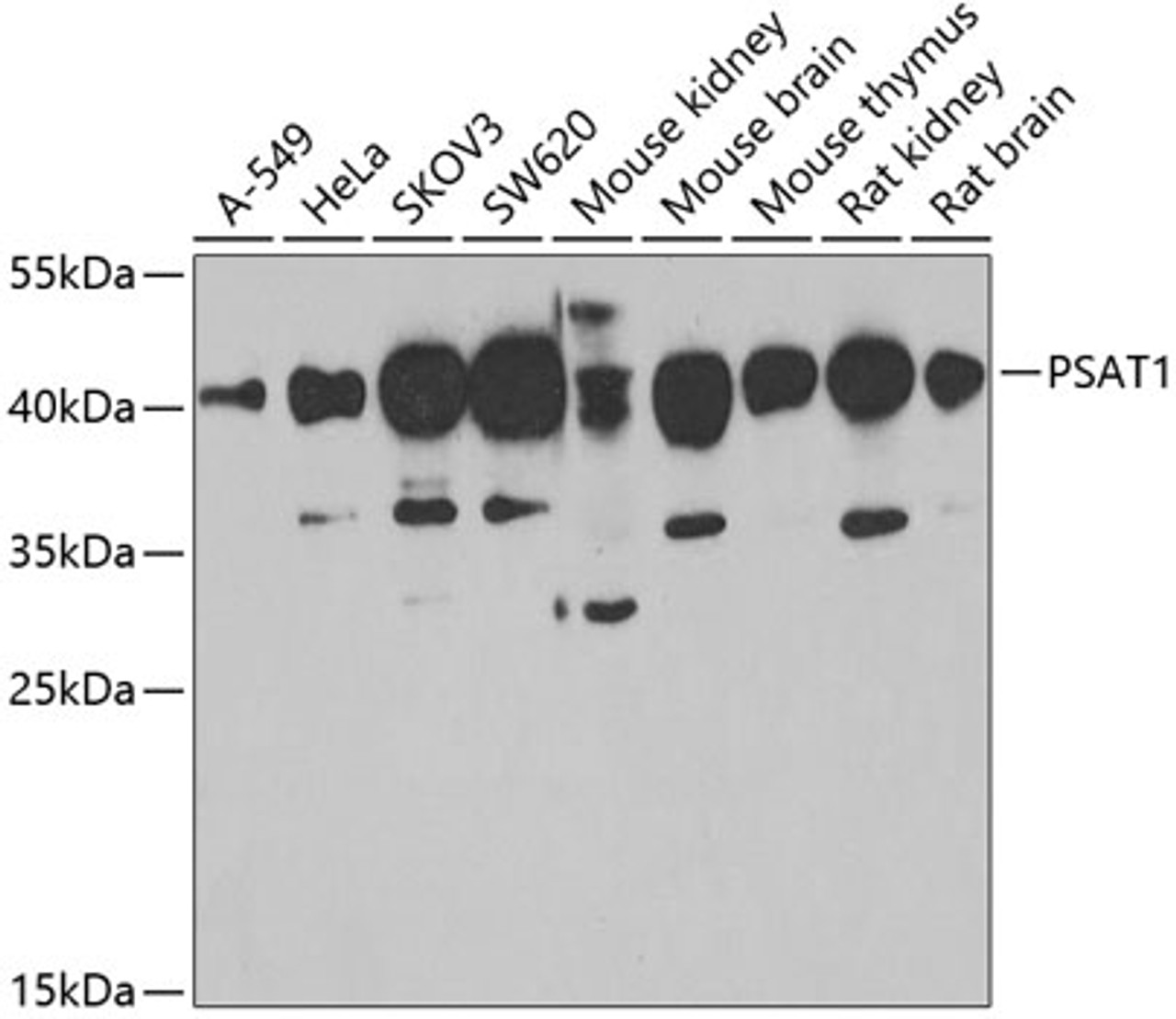 Western blot analysis of extracts of various cell lines, using PSAT1 antibody (22-423) at 1:1000 dilution.<br/>Secondary antibody: HRP Goat Anti-Rabbit IgG (H+L) at 1:10000 dilution.<br/>Lysates/proteins: 25ug per lane.<br/>Blocking buffer: 3% nonfat dry milk in TBST.<br/>Detection: ECL Basic Kit.<br/>Exposure time: 90s.