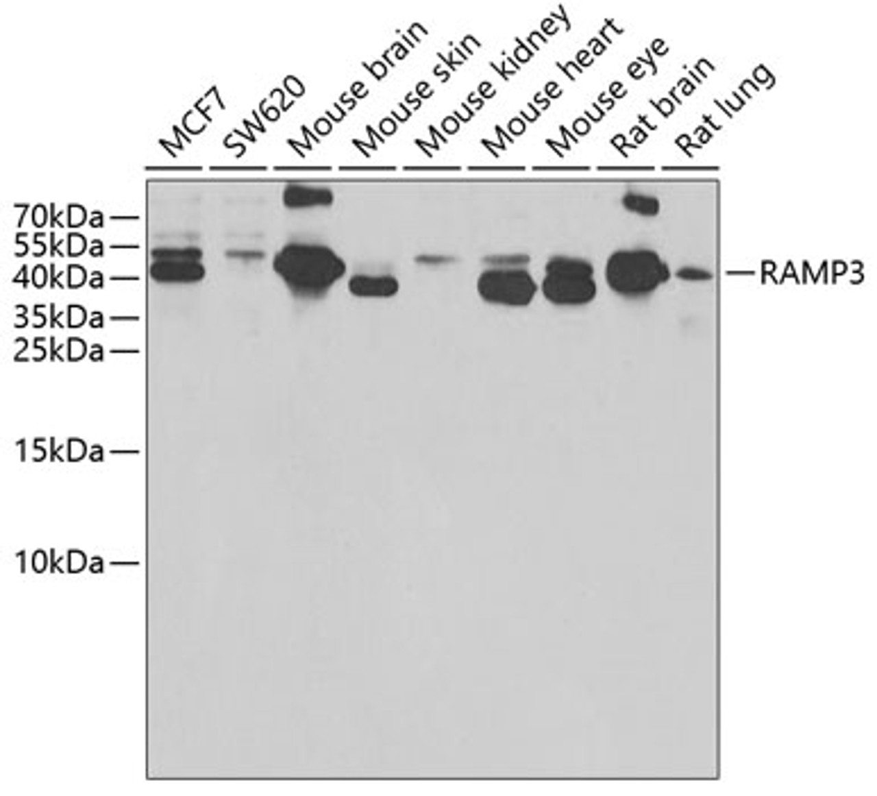 Western blot analysis of extracts of various cell lines, using RAMP3 antibody (22-431) at 1:1000 dilution.<br/>Secondary antibody: HRP Goat Anti-Rabbit IgG (H+L) at 1:10000 dilution.<br/>Lysates/proteins: 25ug per lane.<br/>Blocking buffer: 3% nonfat dry milk in TBST.<br/>Detection: ECL Basic Kit.<br/>Exposure time: 10s.