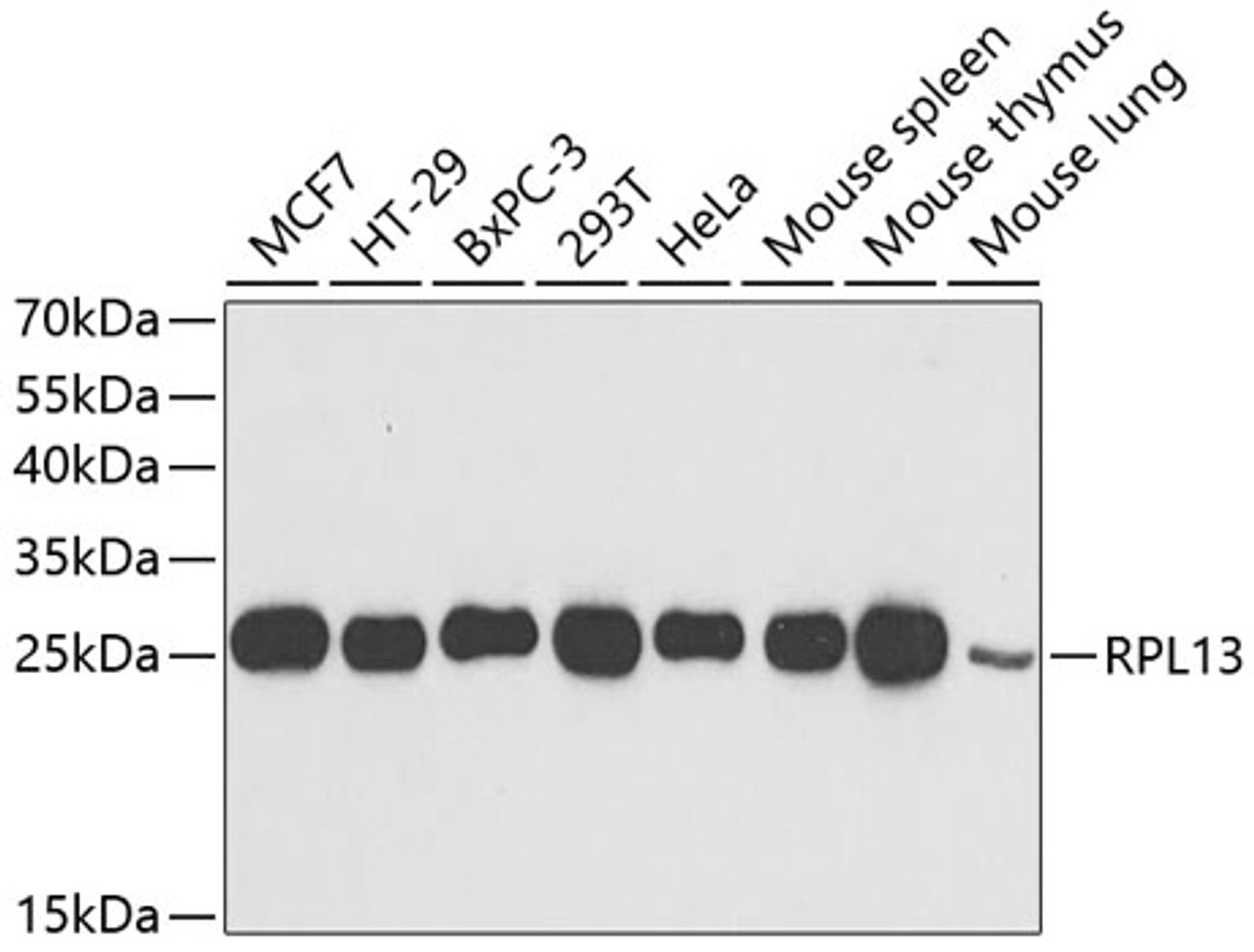 Western blot analysis of extracts of various cell lines, using RPL13 antibody (22-437) at 1:1000 dilution.<br/>Secondary antibody: HRP Goat Anti-Rabbit IgG (H+L) at 1:10000 dilution.<br/>Lysates/proteins: 25ug per lane.<br/>Blocking buffer: 3% nonfat dry milk in TBST.<br/>Detection: ECL Basic Kit.<br/>Exposure time: 1s.