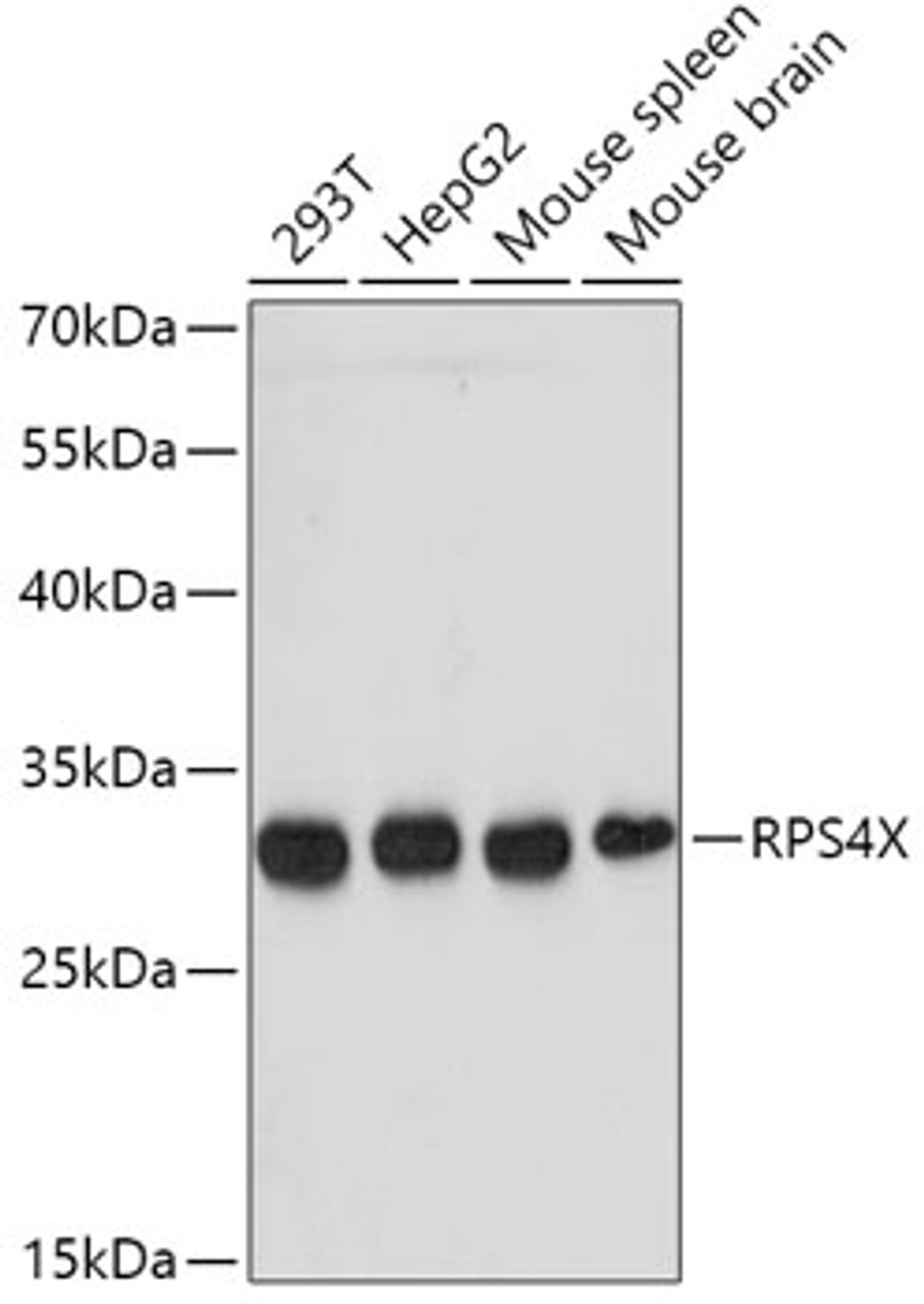 Western blot analysis of extracts of various cell lines, using RPS4X antibody (22-444) at 1:1000 dilution.<br/>Secondary antibody: HRP Goat Anti-Rabbit IgG (H+L) at 1:10000 dilution.<br/>Lysates/proteins: 25ug per lane.<br/>Blocking buffer: 3% nonfat dry milk in TBST.<br/>Detection: ECL Basic Kit.<br/>Exposure time: 180s.