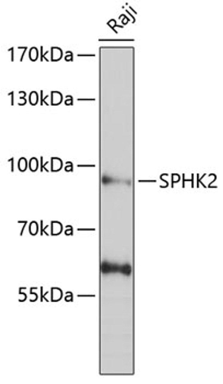 Western blot analysis of extracts of Raji cells, using SPHK2 antibody (22-458) at 1:1000 dilution.<br/>Secondary antibody: HRP Goat Anti-Rabbit IgG (H+L) at 1:10000 dilution.<br/>Lysates/proteins: 25ug per lane.<br/>Blocking buffer: 3% nonfat dry milk in TBST.<br/>Detection: ECL Basic Kit.<br/>Exposure time: 90s.