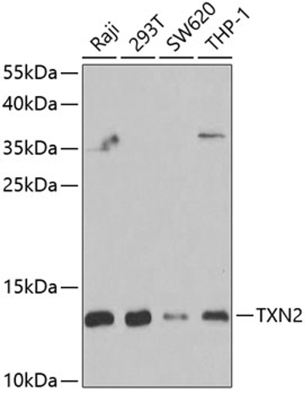 Western blot analysis of extracts of various cell lines, using TXN2 antibody (22-482) at 1:1000 dilution.<br/>Secondary antibody: HRP Goat Anti-Rabbit IgG (H+L) at 1:10000 dilution.<br/>Lysates/proteins: 25ug per lane.<br/>Blocking buffer: 3% nonfat dry milk in TBST.<br/>Detection: ECL Basic Kit.<br/>Exposure time: 30s.