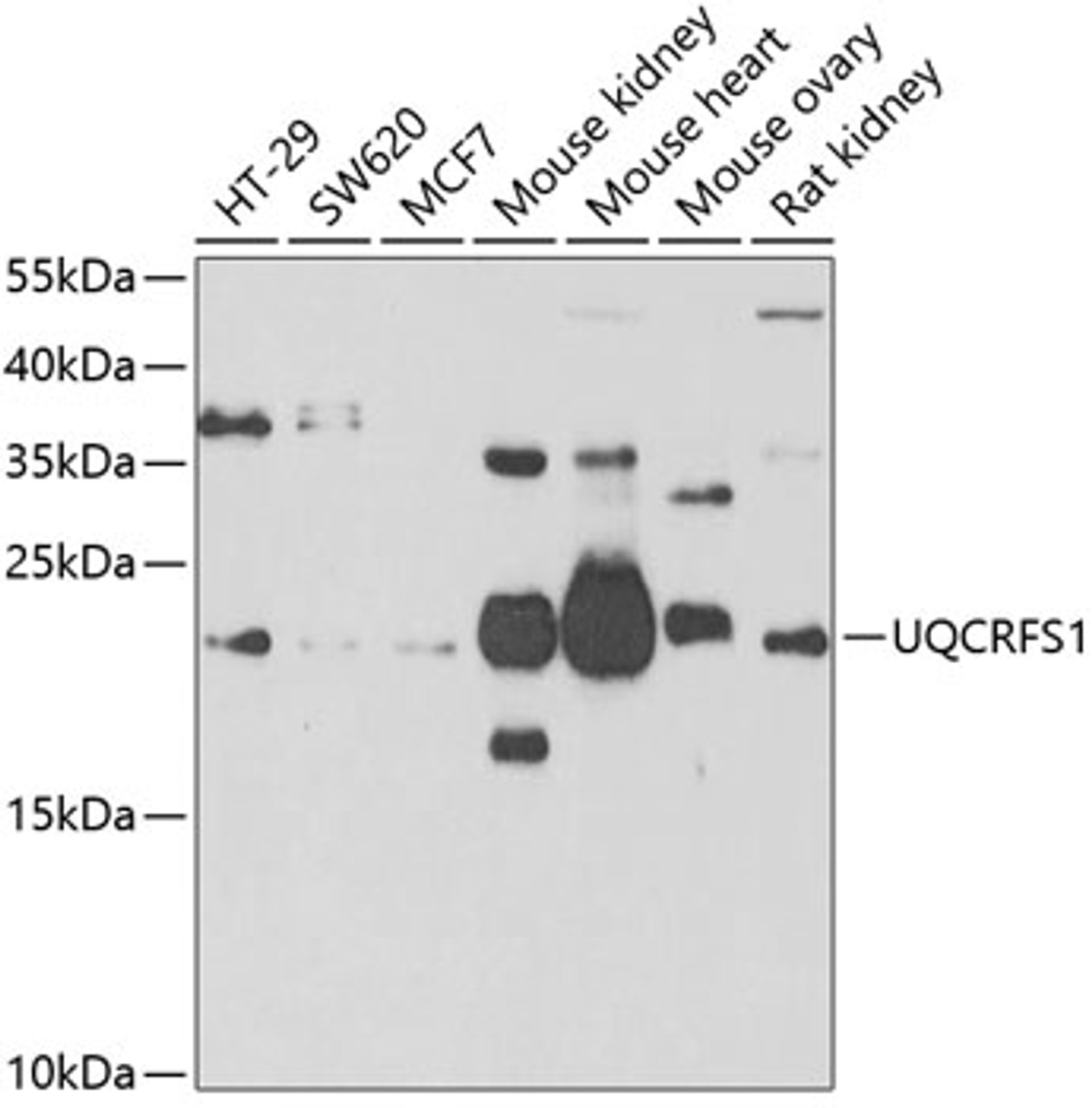 Western blot analysis of extracts of various cell lines, using UQCRFS1 antibody (22-484) at 1:1000 dilution.<br/>Secondary antibody: HRP Goat Anti-Rabbit IgG (H+L) at 1:10000 dilution.<br/>Lysates/proteins: 25ug per lane.<br/>Blocking buffer: 3% nonfat dry milk in TBST.<br/>Detection: ECL Basic Kit.<br/>Exposure time: 90s.