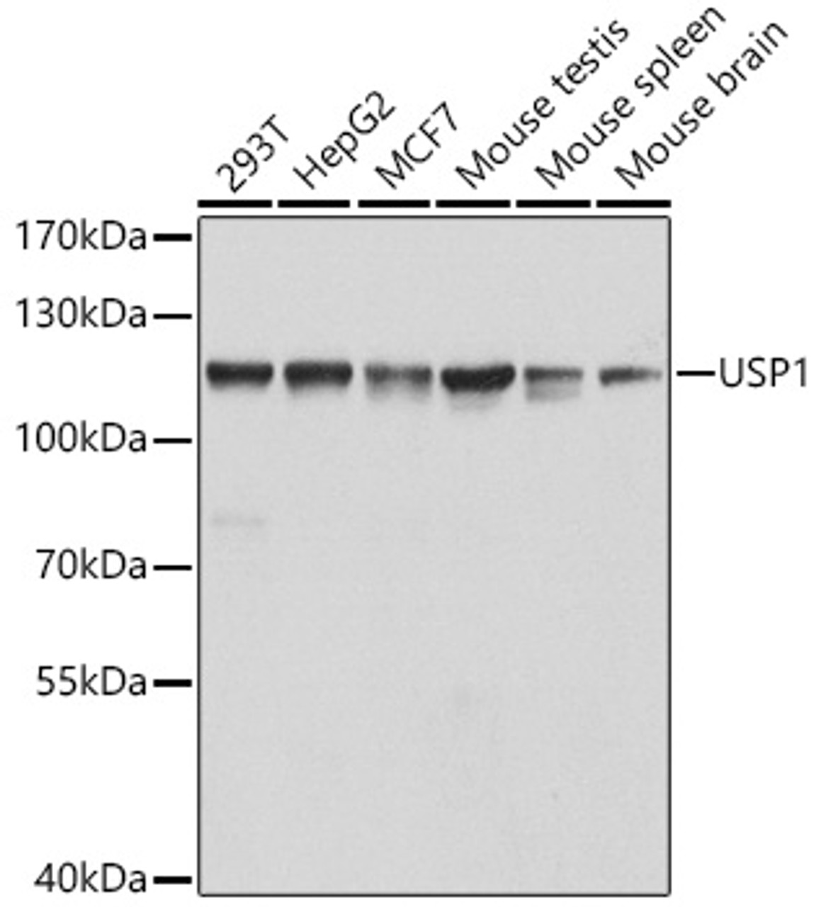 Western blot analysis of extracts of various cell lines, using USP1 antibody (22-485) at 1:1000 dilution.<br/>Secondary antibody: HRP Goat Anti-Rabbit IgG (H+L) at 1:10000 dilution.<br/>Lysates/proteins: 25ug per lane.<br/>Blocking buffer: 3% nonfat dry milk in TBST.<br/>Detection: ECL Basic Kit.<br/>Exposure time: 30s.