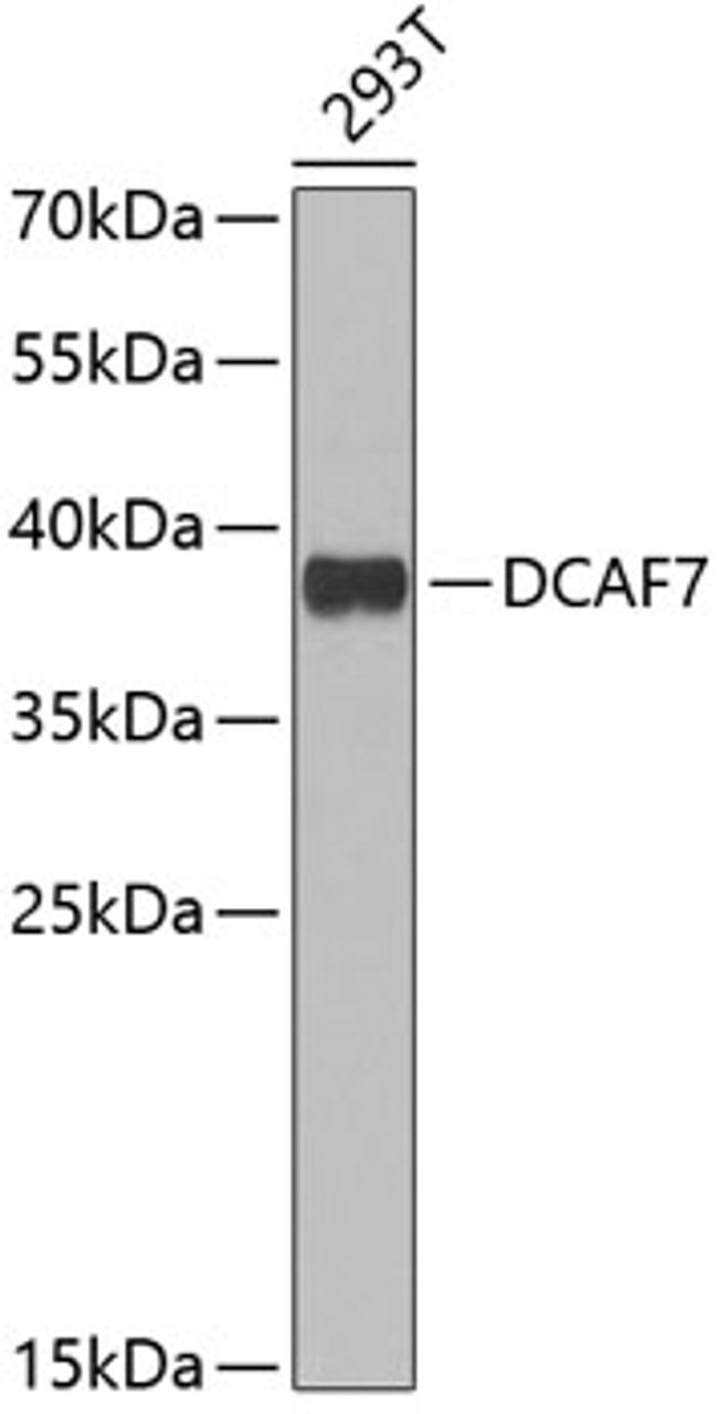 Western blot analysis of extracts of 293T cells, using DCAF7 antibody (22-487) at 1:1000 dilution.<br/>Secondary antibody: HRP Goat Anti-Rabbit IgG (H+L) at 1:10000 dilution.<br/>Lysates/proteins: 25ug per lane.<br/>Blocking buffer: 3% nonfat dry milk in TBST.<br/>Detection: ECL Basic Kit.<br/>Exposure time: 90s.