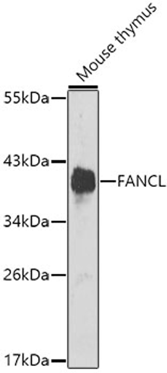 Western blot analysis of extracts of mouse thymus, using FANCL antibody (22-497) at 1:1000 dilution.<br/>Secondary antibody: HRP Goat Anti-Rabbit IgG (H+L) at 1:10000 dilution.<br/>Lysates/proteins: 25ug per lane.<br/>Blocking buffer: 3% nonfat dry milk in TBST.<br/>Detection: ECL Enhanced Kit.<br/>Exposure time: 90s.