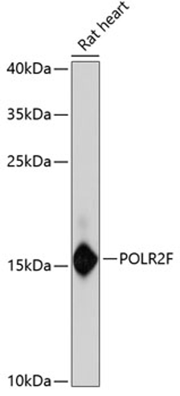 Western blot analysis of extracts of rat heart, using POLR2F antibody (22-503) at 1:3000 dilution.<br/>Secondary antibody: HRP Goat Anti-Rabbit IgG (H+L) at 1:10000 dilution.<br/>Lysates/proteins: 25ug per lane.<br/>Blocking buffer: 3% nonfat dry milk in TBST.<br/>Detection: ECL Basic Kit.<br/>Exposure time: 90s.