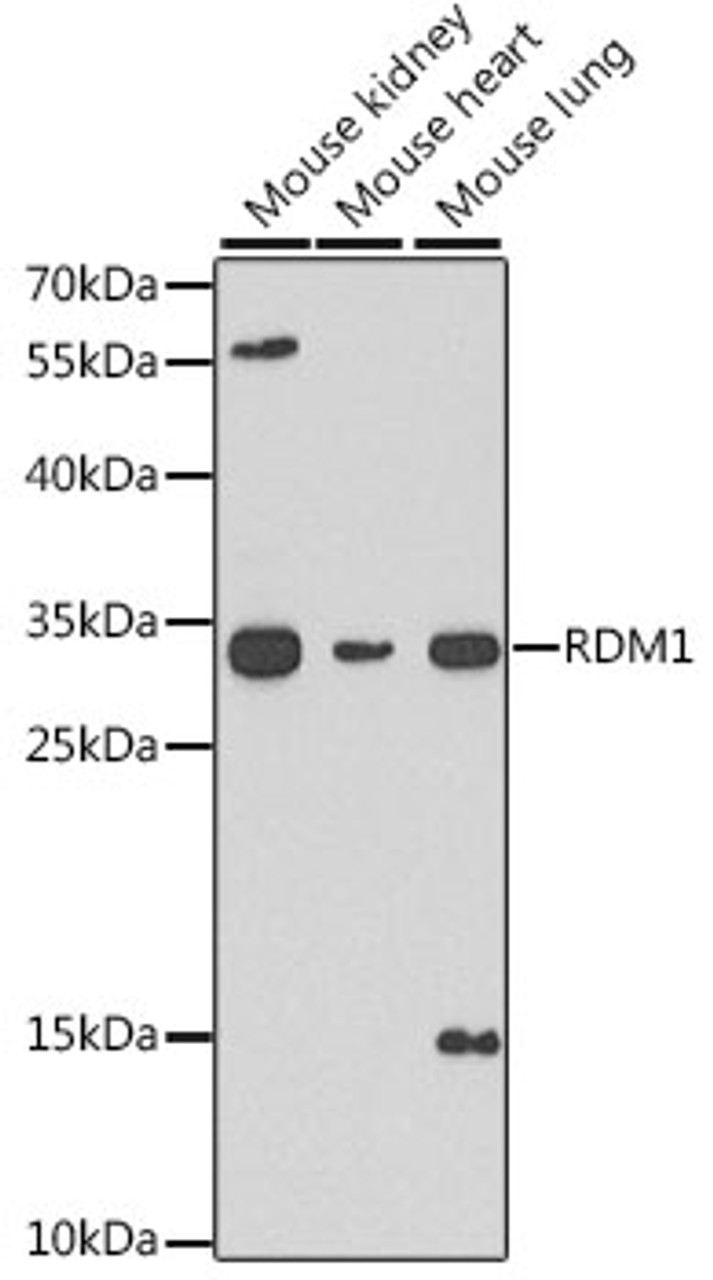 Western blot analysis of extracts of various cell lines, using RDM1 antibody (22-507) at 1:1000 dilution.<br/>Secondary antibody: HRP Goat Anti-Rabbit IgG (H+L) at 1:10000 dilution.<br/>Lysates/proteins: 25ug per lane.<br/>Blocking buffer: 3% nonfat dry milk in TBST.<br/>Detection: ECL Basic Kit.<br/>Exposure time: 90s.