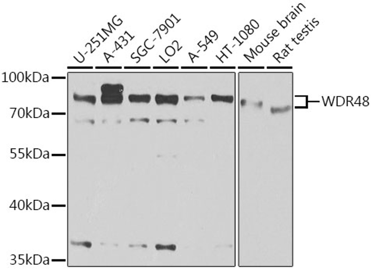 Western blot analysis of extracts of various cell lines, using WDR48 antibody (22-509) at 1:1000 dilution.<br/>Secondary antibody: HRP Goat Anti-Rabbit IgG (H+L) at 1:10000 dilution.<br/>Lysates/proteins: 25ug per lane.<br/>Blocking buffer: 3% nonfat dry milk in TBST.<br/>Detection: ECL Basic Kit.<br/>Exposure time: 15s.