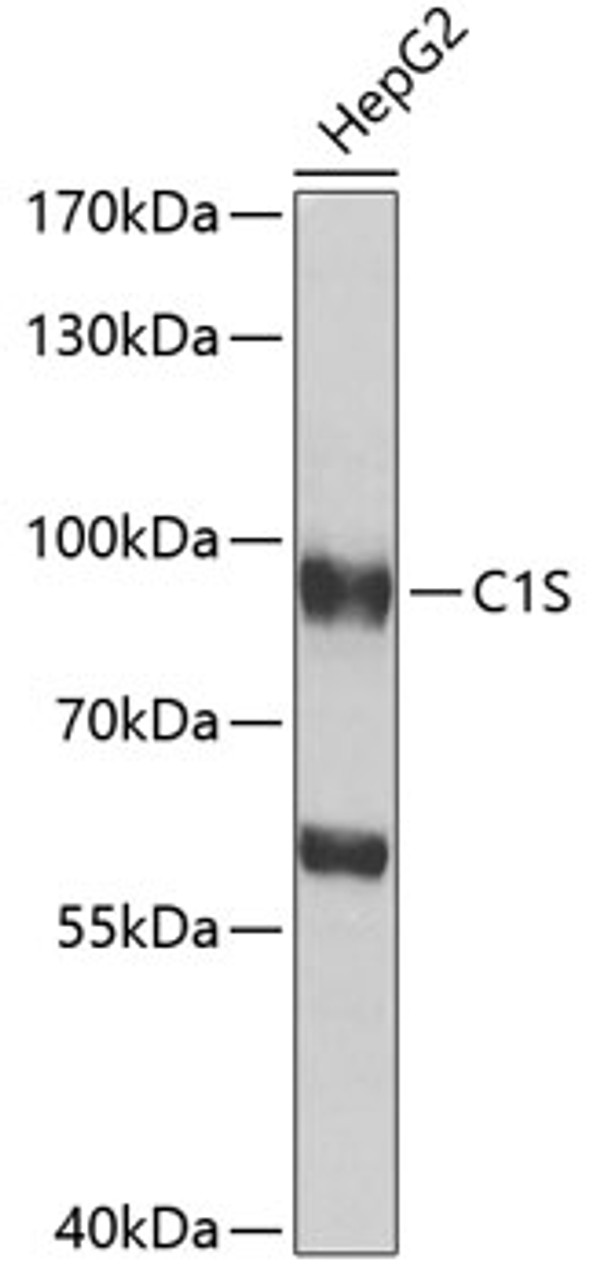 Western blot analysis of extracts of HepG2 cells, using C1S antibody (22-525) at 1:1000 dilution.<br/>Secondary antibody: HRP Goat Anti-Rabbit IgG (H+L) at 1:10000 dilution.<br/>Lysates/proteins: 25ug per lane.<br/>Blocking buffer: 3% nonfat dry milk in TBST.<br/>Detection: ECL Basic Kit.<br/>Exposure time: 90s.