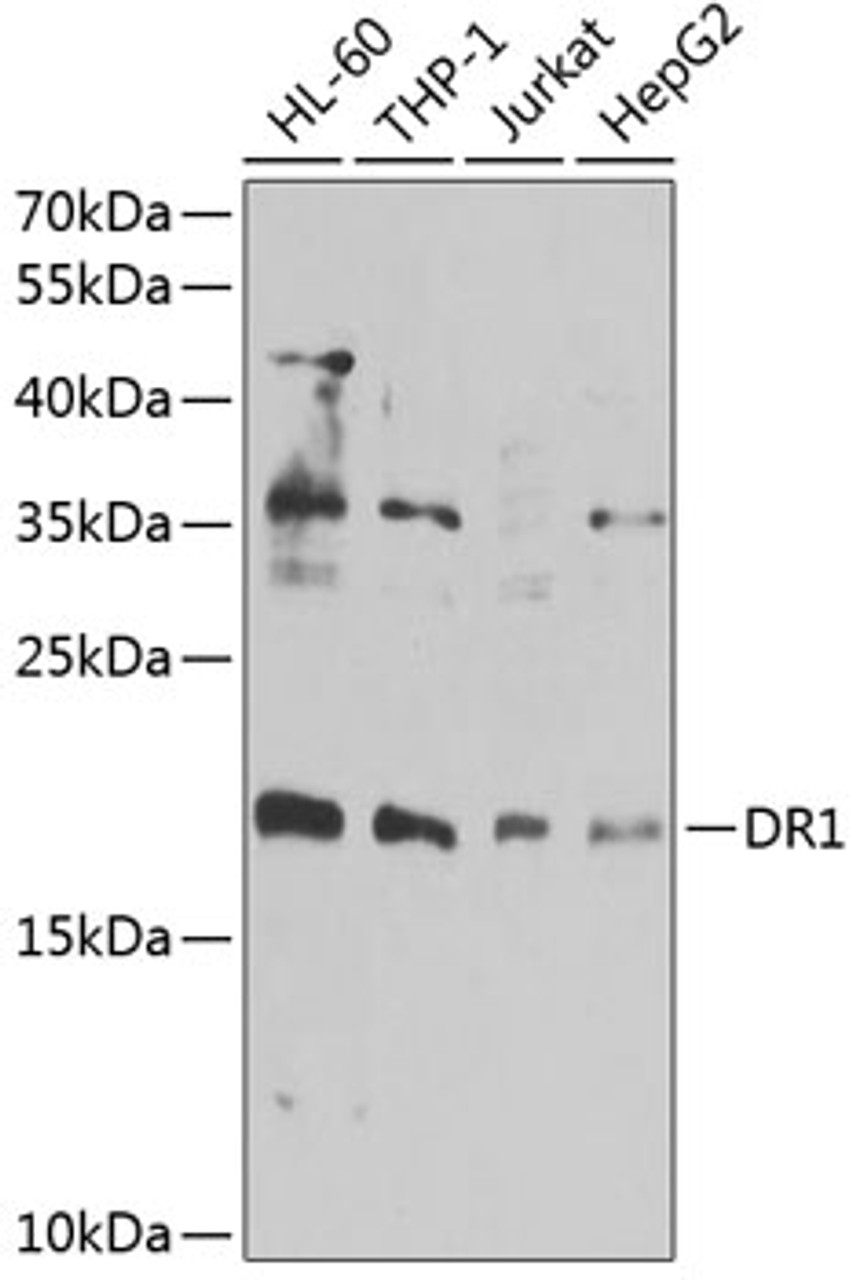 Western blot analysis of extracts of various cell lines, using DR1 antibody (22-542) at 1:1000 dilution.<br/>Secondary antibody: HRP Goat Anti-Rabbit IgG (H+L) at 1:10000 dilution.<br/>Lysates/proteins: 25ug per lane.<br/>Blocking buffer: 3% nonfat dry milk in TBST.<br/>Detection: ECL Basic Kit.<br/>Exposure time: 30s.