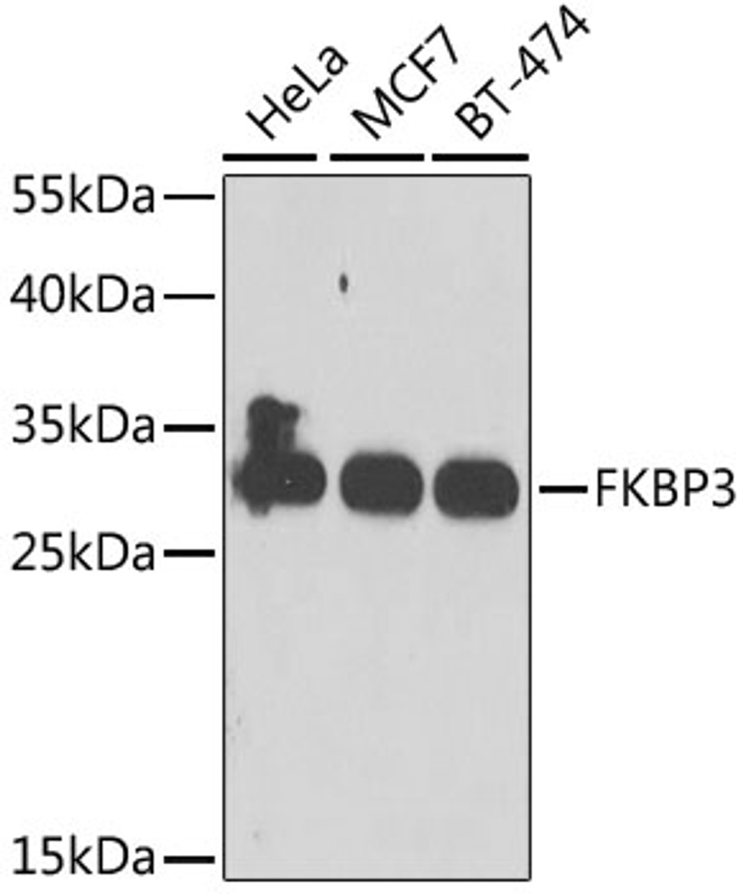 Western blot analysis of extracts of various cell lines, using FKBP3 antibody (22-545) at 1:1000 dilution.<br/>Secondary antibody: HRP Goat Anti-Rabbit IgG (H+L) at 1:10000 dilution.<br/>Lysates/proteins: 25ug per lane.<br/>Blocking buffer: 3% nonfat dry milk in TBST.<br/>Detection: ECL Enhanced Kit.<br/>Exposure time: 30s.