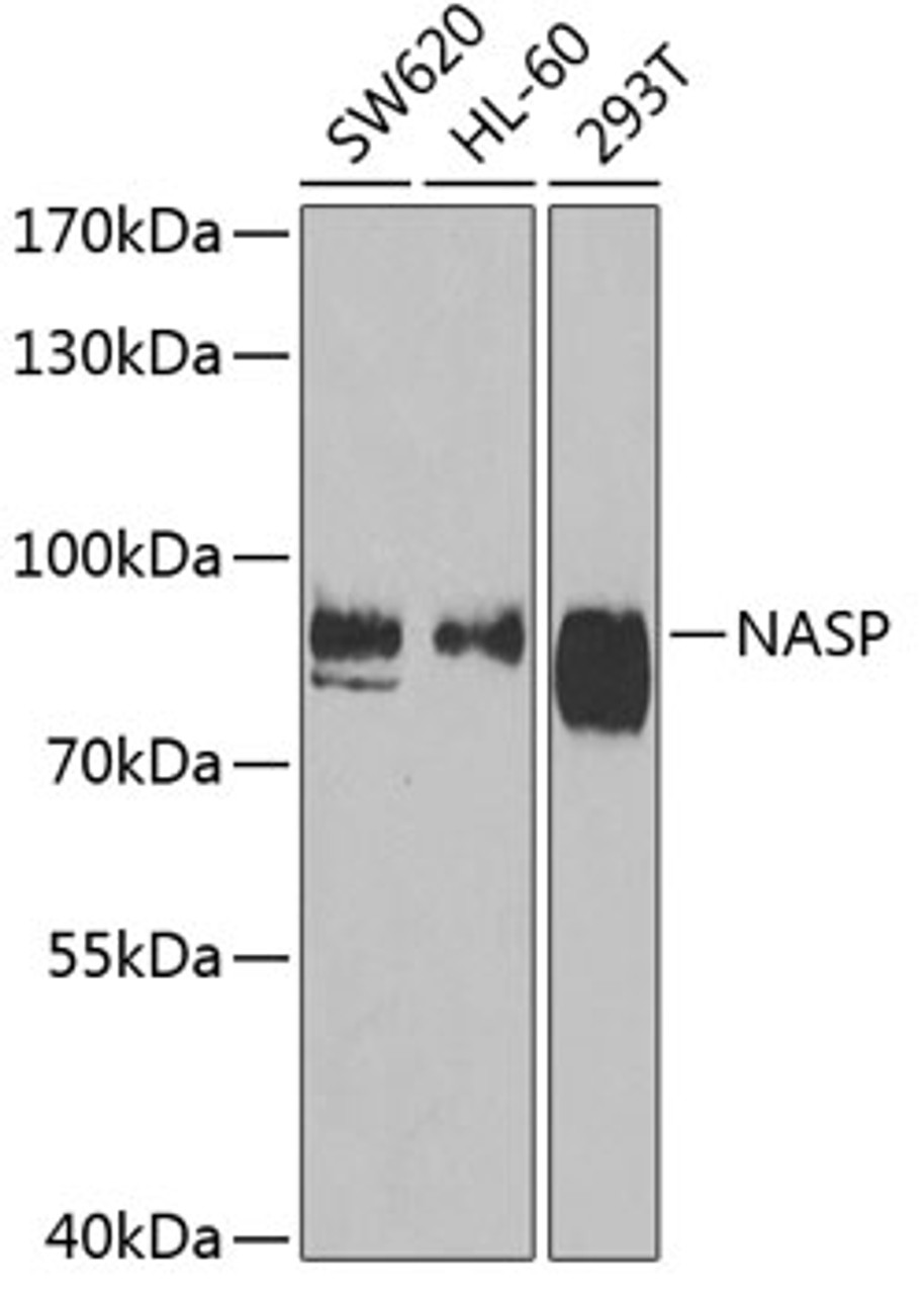 Western blot analysis of extracts of various cell lines, using NASP antibody (22-569) at 1:1000 dilution.<br/>Secondary antibody: HRP Goat Anti-Rabbit IgG (H+L) at 1:10000 dilution.<br/>Lysates/proteins: 25ug per lane.<br/>Blocking buffer: 3% nonfat dry milk in TBST.<br/>Detection: ECL Basic Kit.<br/>Exposure time: 90s.
