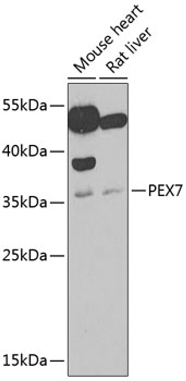 Western blot analysis of extracts of various cell lines, using PEX7 antibody (22-574) at 1:1000 dilution.<br/>Secondary antibody: HRP Goat Anti-Rabbit IgG (H+L) at 1:10000 dilution.<br/>Lysates/proteins: 25ug per lane.<br/>Blocking buffer: 3% nonfat dry milk in TBST.<br/>Detection: ECL Basic Kit.<br/>Exposure time: 90s.