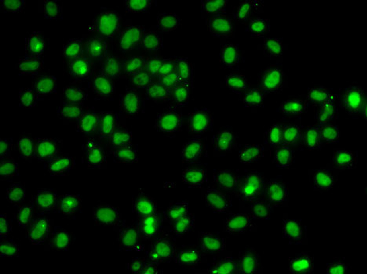 Immunofluorescence analysis of A-549 cells using PMS2 antibody (22-577) .