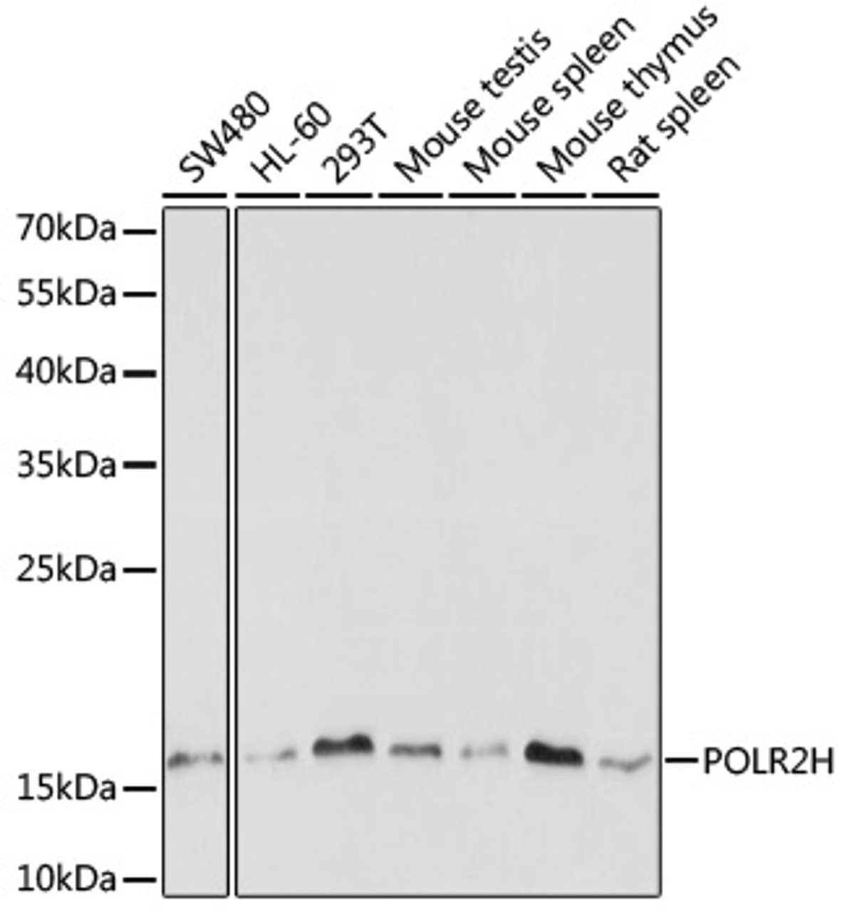 Immunoprecipitation analysis of 200ug extracts of MCF7 cells using 1ug POLR2H antibody (22-578) . Western blot was performed from the immunoprecipitate using POLR2H antibody (22-578) at a dilition of 1:1000.