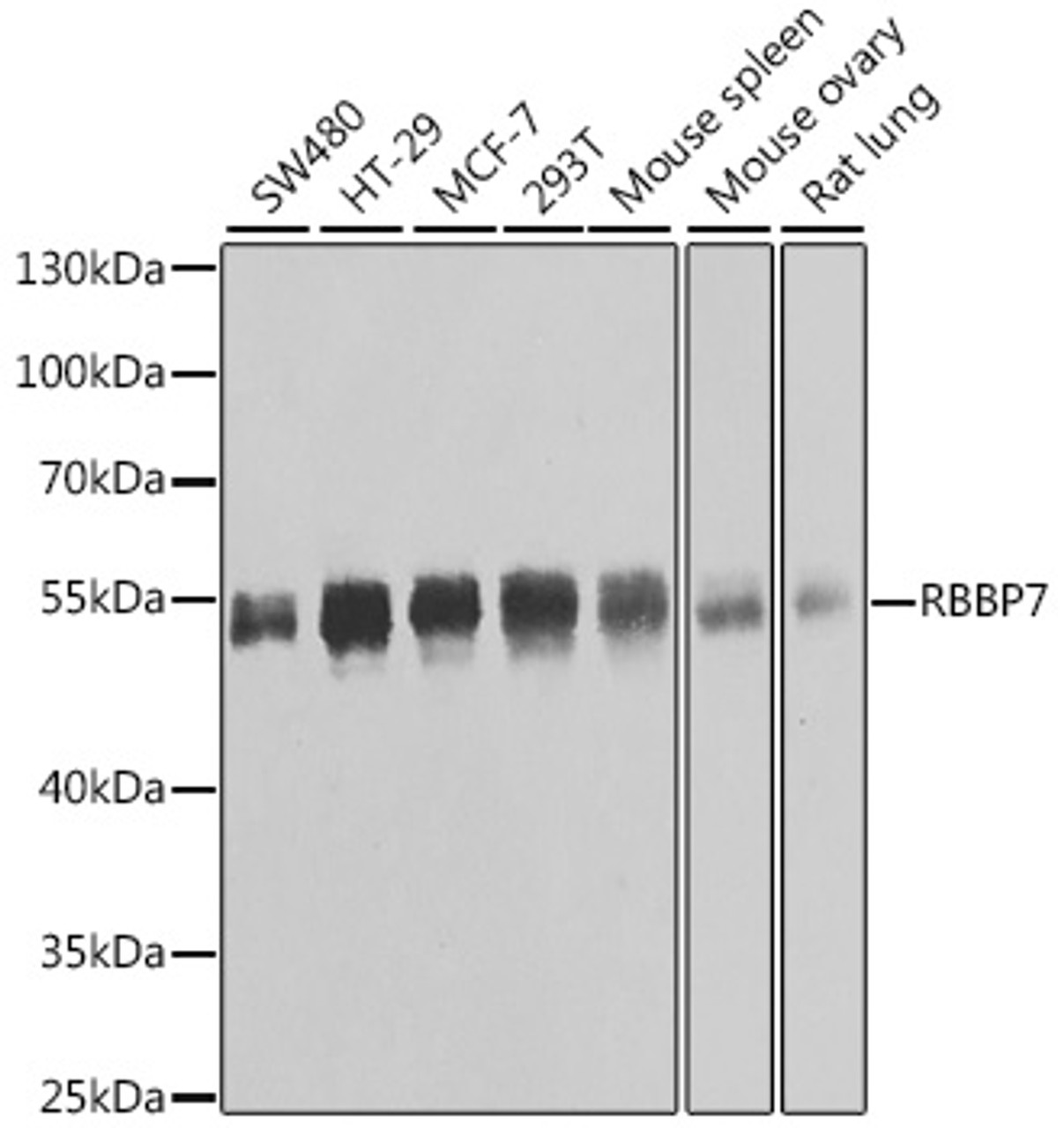 Western blot analysis of extracts of various cell lines, using RBBP7 antibody (22-594) at 1:1000 dilution.<br/>Secondary antibody: HRP Goat Anti-Rabbit IgG (H+L) at 1:10000 dilution.<br/>Lysates/proteins: 25ug per lane.<br/>Blocking buffer: 3% nonfat dry milk in TBST.<br/>Detection: ECL Basic Kit.<br/>Exposure time: 1s.