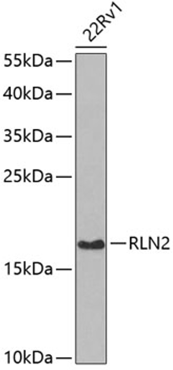 Western blot analysis of extracts of 22Rv1 cells, using RLN2 antibody (22-595) at 1:1000 dilution.<br/>Secondary antibody: HRP Goat Anti-Rabbit IgG (H+L) at 1:10000 dilution.<br/>Lysates/proteins: 25ug per lane.<br/>Blocking buffer: 3% nonfat dry milk in TBST.<br/>Detection: ECL Basic Kit.<br/>Exposure time: 30s.