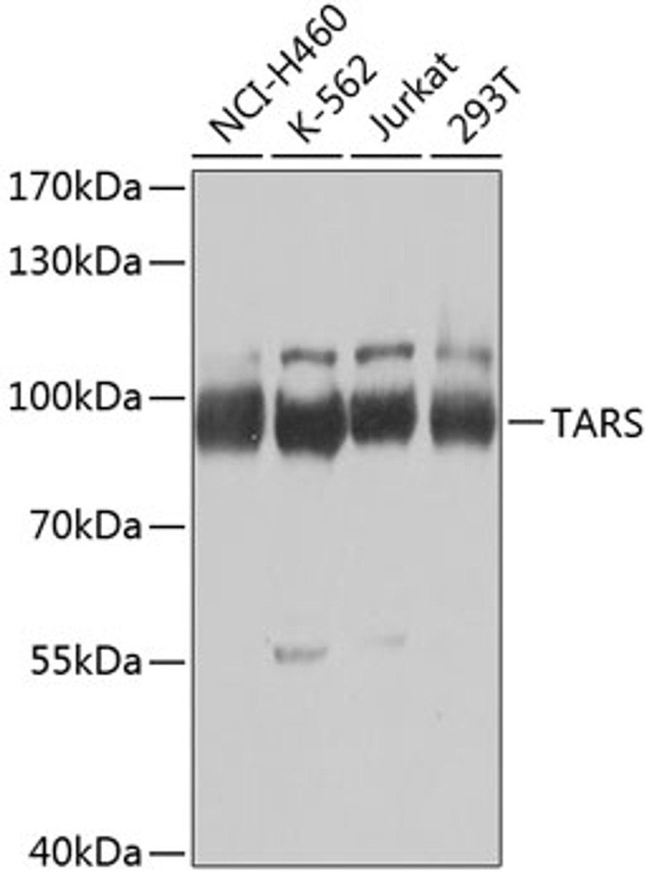Western blot analysis of extracts of various cell lines, using TARS Antibody (22-615) at 1:1000 dilution.<br/>Secondary antibody: HRP Goat Anti-Rabbit IgG (H+L) at 1:10000 dilution.<br/>Lysates/proteins: 25ug per lane.<br/>Blocking buffer: 3% nonfat dry milk in TBST.<br/>Detection: ECL Basic Kit.<br/>Exposure time: 10s.