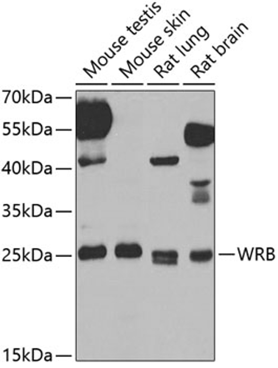 Western blot analysis of extracts of various cell lines, using WRB antibody (22-621) at 1:1000 dilution.<br/>Secondary antibody: HRP Goat Anti-Rabbit IgG (H+L) at 1:10000 dilution.<br/>Lysates/proteins: 25ug per lane.<br/>Blocking buffer: 3% nonfat dry milk in TBST.<br/>Detection: ECL Basic Kit.<br/>Exposure time: 90s.