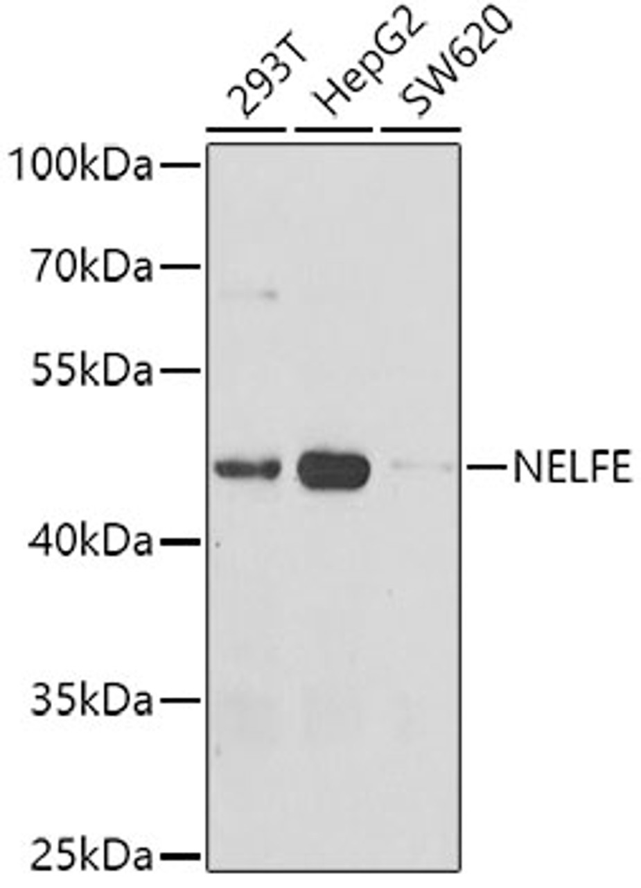 Western blot analysis of extracts of various cell lines, using NELFE antibody (22-626) at 1:1000 dilution.<br/>Secondary antibody: HRP Goat Anti-Rabbit IgG (H+L) at 1:10000 dilution.<br/>Lysates/proteins: 25ug per lane.<br/>Blocking buffer: 3% nonfat dry milk in TBST.<br/>Detection: ECL Basic Kit.<br/>Exposure time: 90s.