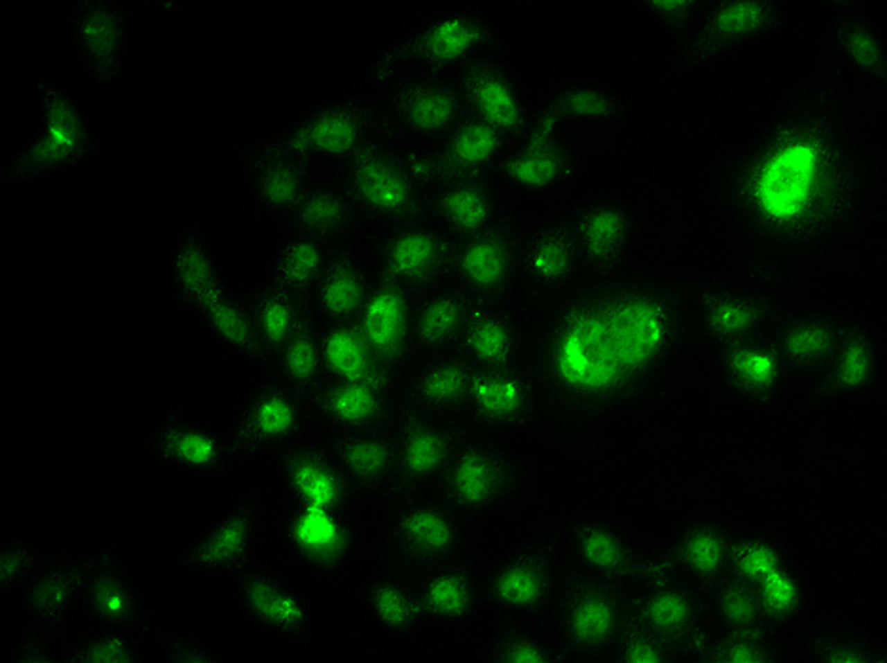 Immunofluorescence analysis of U2OS cells using NELFE antibody (22-626) .