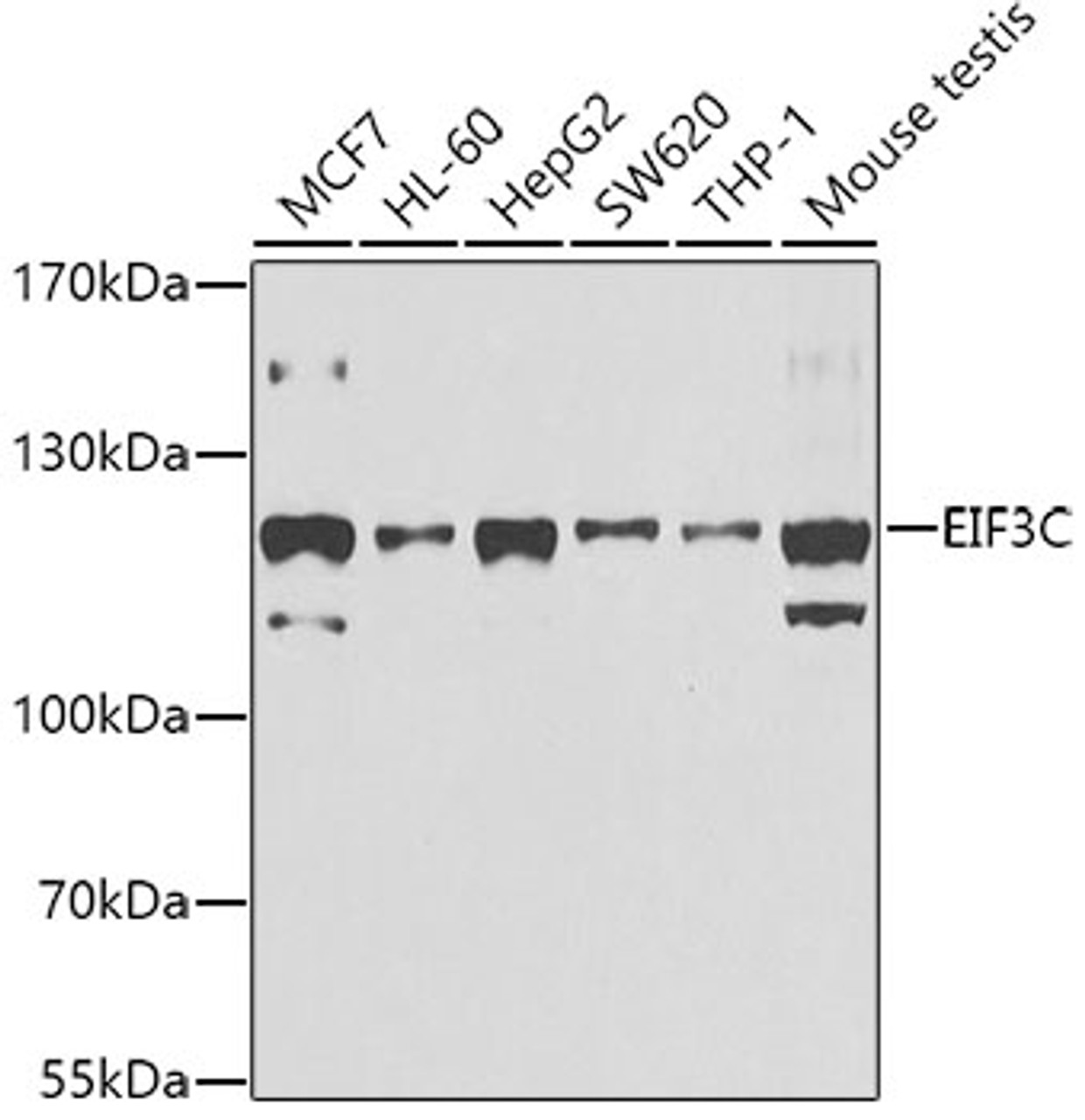 Western blot analysis of extracts of various cell lines, using EIF3C antibody (22-638) at 1:1000 dilution.<br/>Secondary antibody: HRP Goat Anti-Rabbit IgG (H+L) at 1:10000 dilution.<br/>Lysates/proteins: 25ug per lane.<br/>Blocking buffer: 3% nonfat dry milk in TBST.<br/>Detection: ECL Basic Kit.<br/>Exposure time: 30s.
